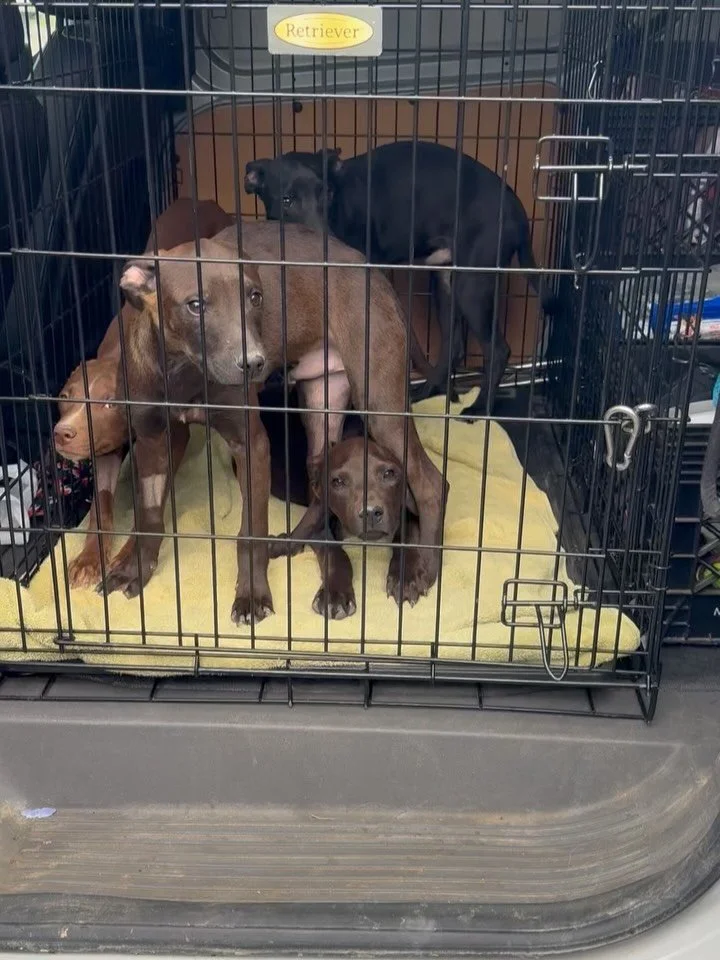 🐾 Looking for your new best friend this weekend? Come see us TODAY at Pet Supplies Plus Harpers Point! 🐾

📍 Adoption Event Today:
&bull; Saturday | 11am&ndash;3pm
&bull; Pet Supplies Plus Harpers Point
11345 Montgomery Rd, Cincinnati, OH 45249

We