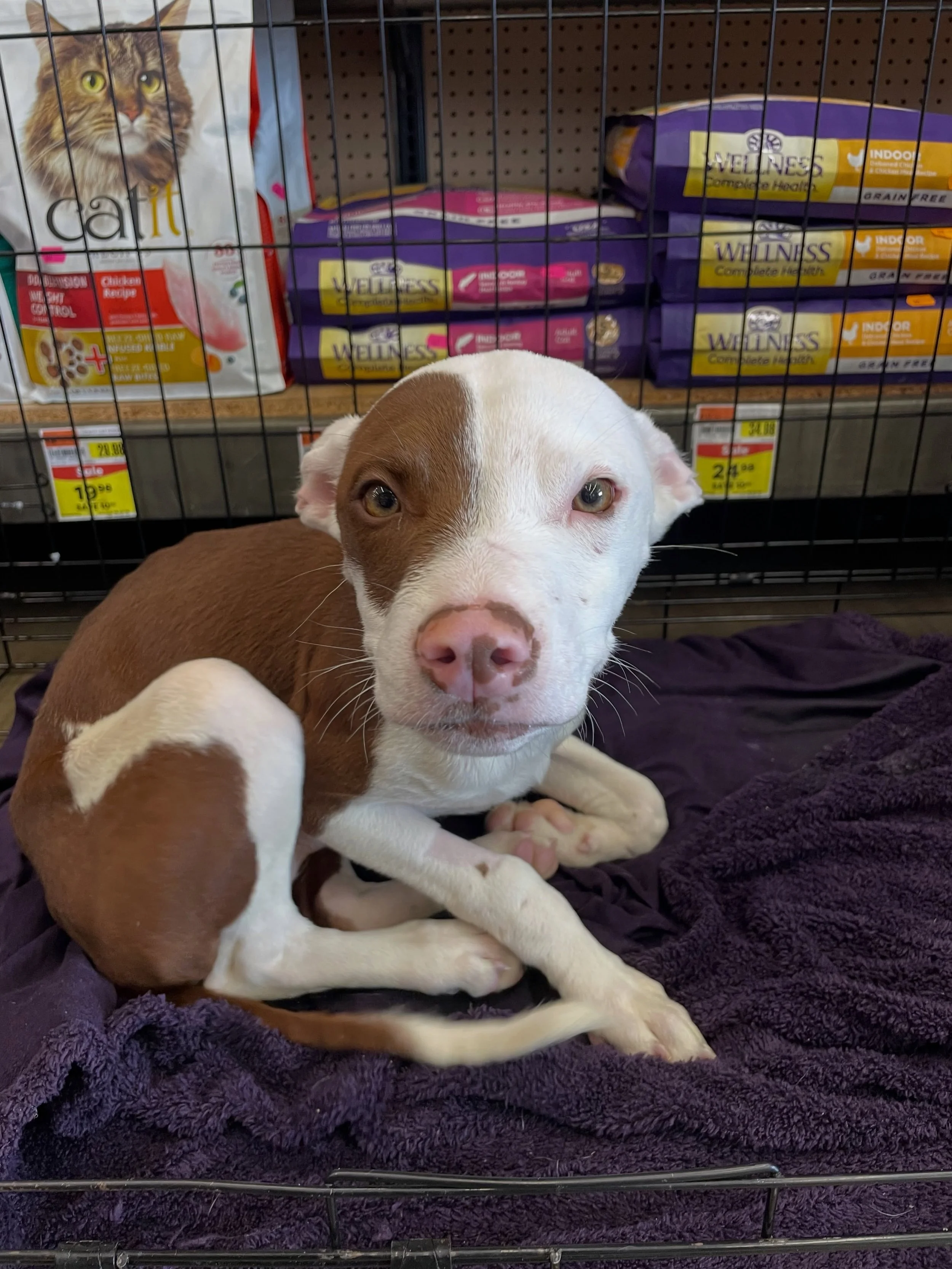 Don&rsquo;t miss out on these adorable faces! We are here at @petsuppliesplussymmes until 3pm today trying to get these nuggets foster or adoptive homes. Come see these puppies!