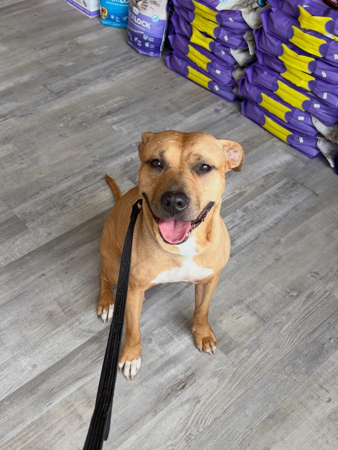 🐾 Meet Kareea.

She won&rsquo;t run up to you at first. She&rsquo;ll watch you from across the room, sizing you up &mdash; and honestly? She has good taste. But the moment she decides you&rsquo;re her person, you&rsquo;ll wonder how you ever lived w