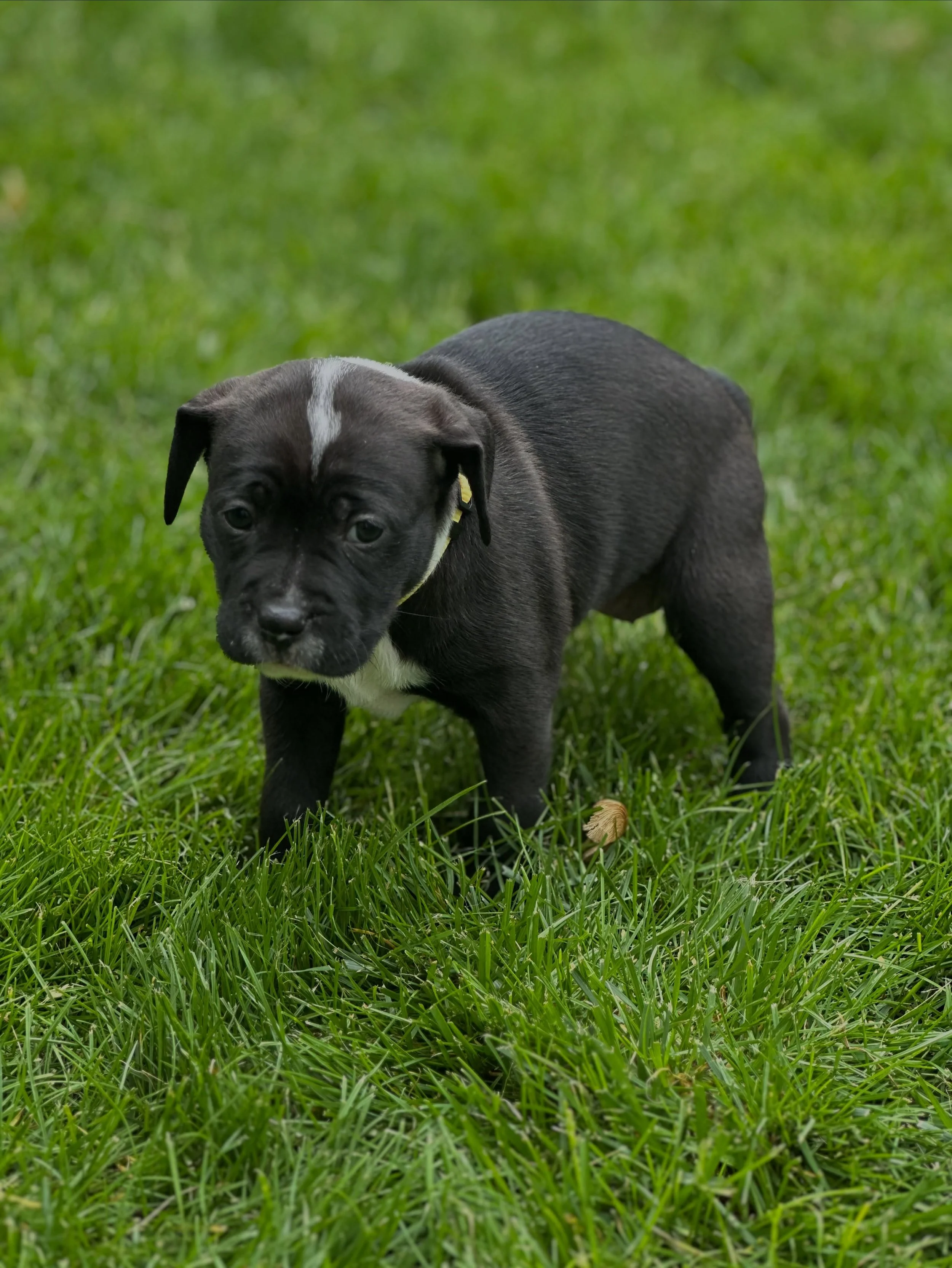 RUN! Don&rsquo;t walk to our adoption event today at Pet Supplies Plus in Centerville. 987 S Main St, Centerville, OH. There are only a few puppies left!! Can you believe it? Even if you just want to come and get out of the rain to pet some puppies, 
