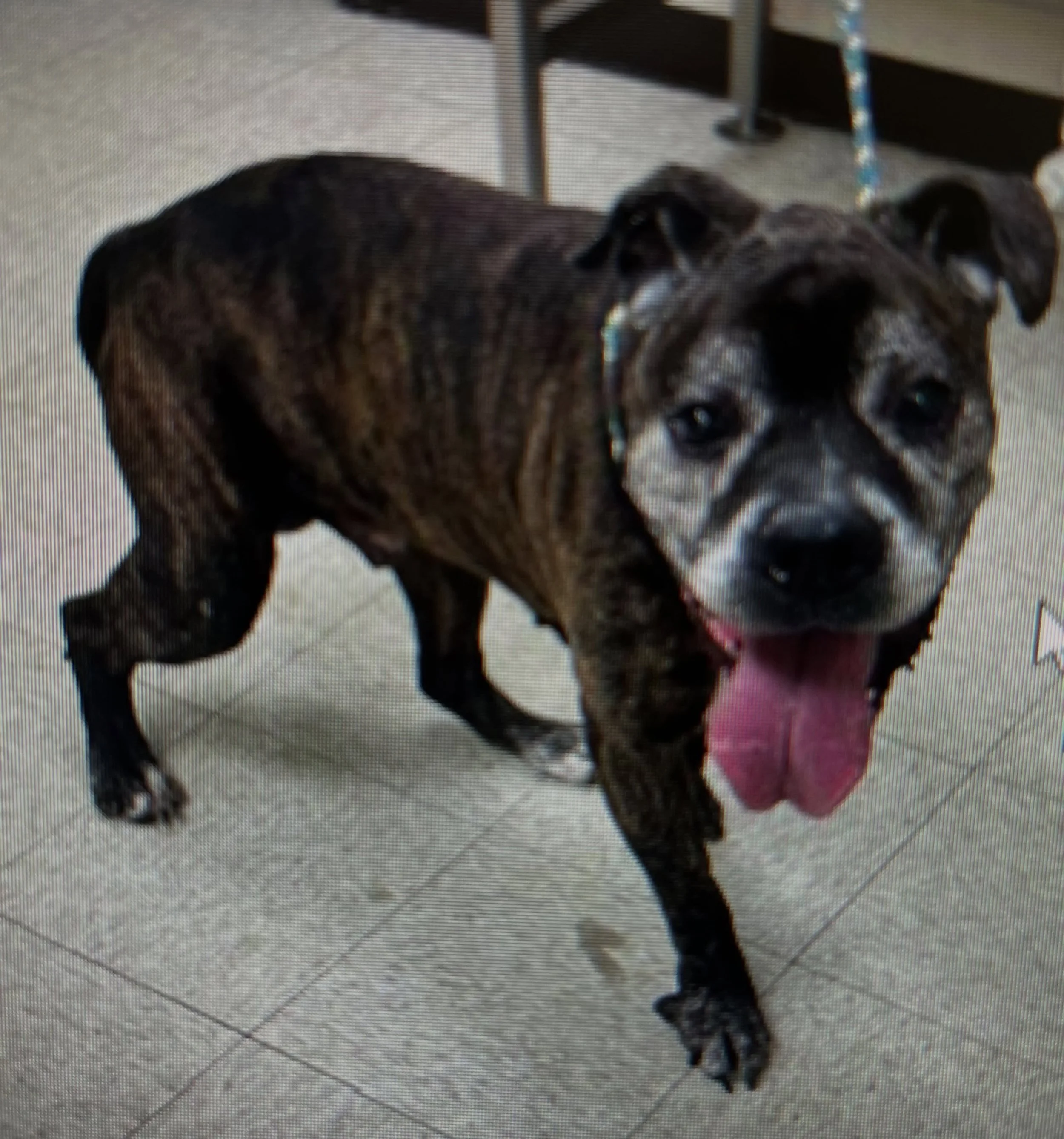 New intake incoming that desperately needs a foster home! This elderly Boxer is set to be euthanized by his previous shelter, but you can save him if we can find a foster for him. Please fill out this form to save this old boy: https://www.shelterluv