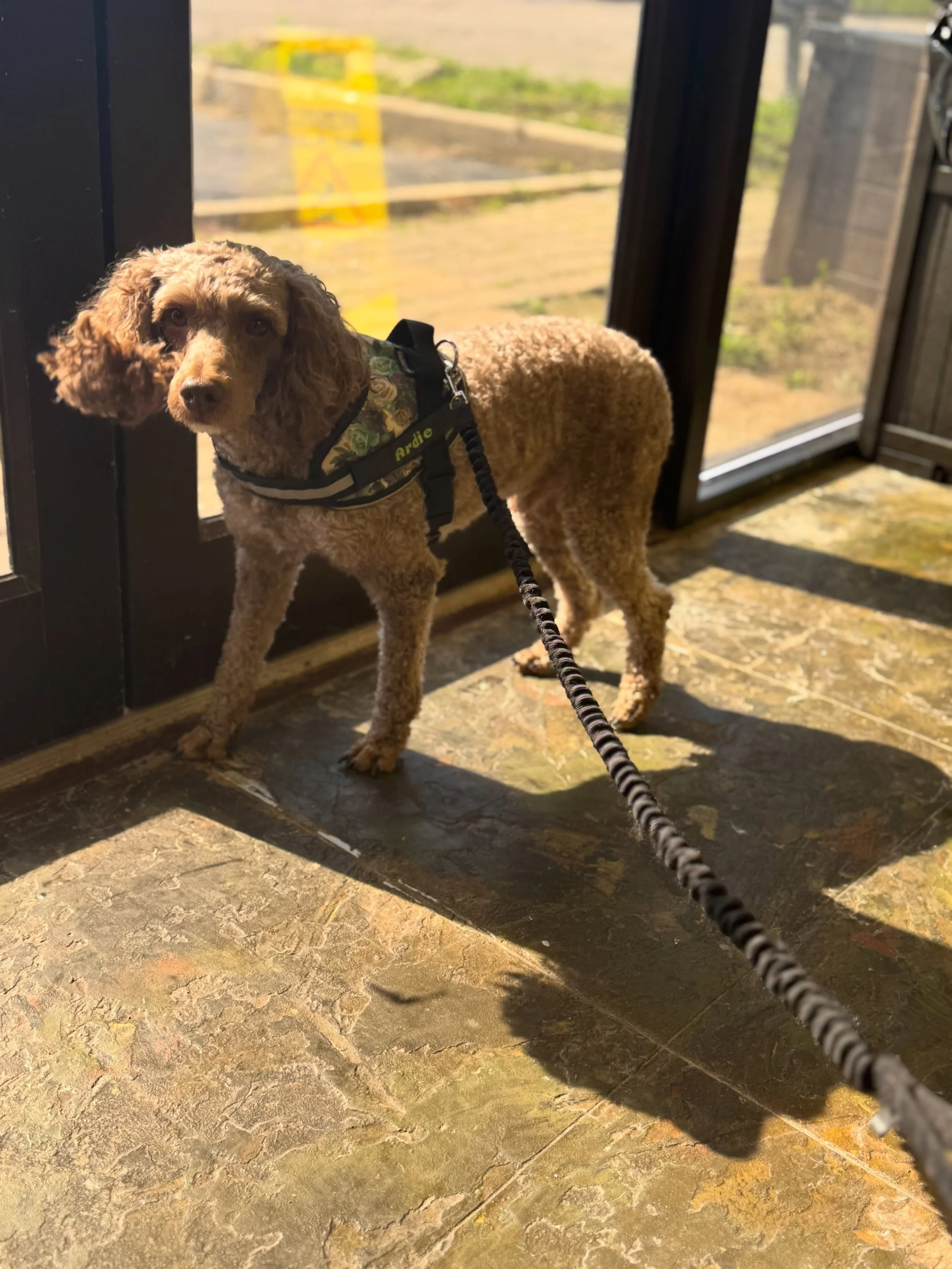 Everyone meet Ardie. This 5 year old neutered male is looking for his forever family. He is around 20 lbs. please fill out a form here to schedule a meet and greet: 
https://www.shelterluv.com/matchme/adopt/PORT/Dog