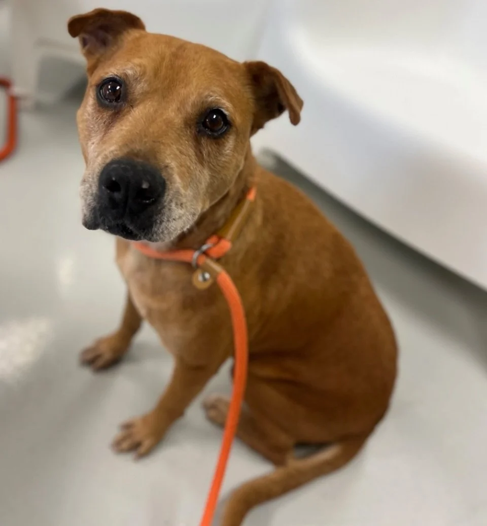 🐾 Weekend (or longer ;) )Fosters Needed! 🐾

Could you open your home for a dog in need this weekend?

Several of our pups are looking for temporary foster homes, and even a few days can make a huge difference in their lives.

❤️ Angelica Pickles &n