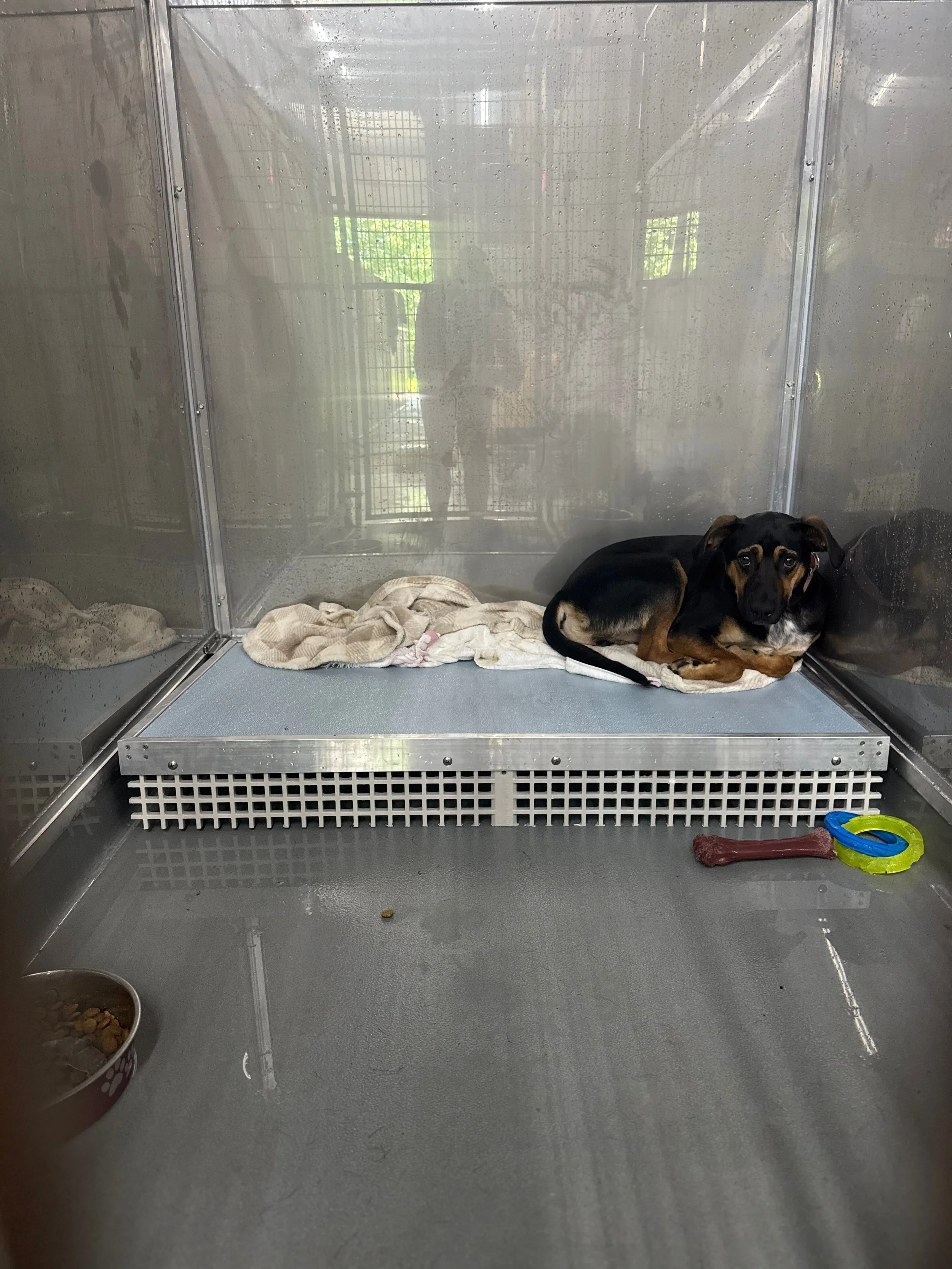 He is only 18 months old.

That&rsquo;s how old Vortex is.

And that&rsquo;s how long he&rsquo;s been waiting. 💔

Adopted as a puppy. Returned.

Adopted again. Lost that home too.

At some point along the way, Vortex learned that the people he loves