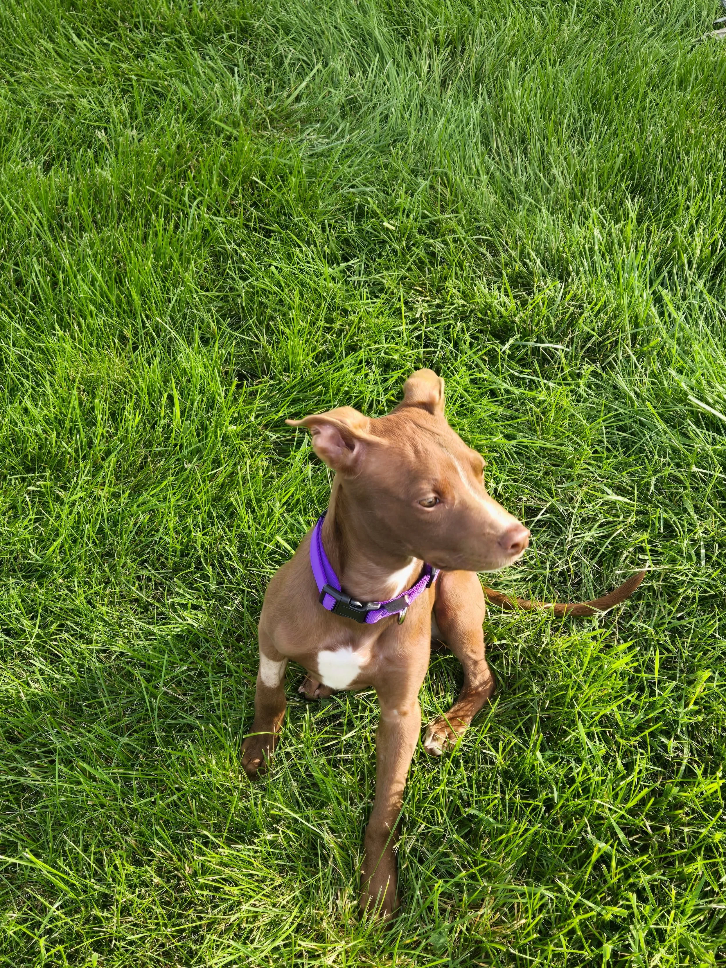 🐾 Looking for something fun to do this afternoon? Come meet your new best friend! 🐾

We&rsquo;re at Hollywood Feed TODAY from 12pm&ndash;3pm at:

📍 5051 Deerfield Blvd, Mason, OH 45040 (Hollywood Feed)

We&rsquo;ll have:

🐶 Puppies
🐕 Adult dogs
