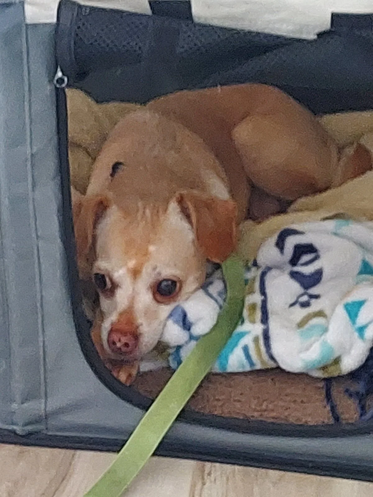 🐾 Meet Mini 🐾

Mini is a tiny Chihuahua with a story that explains why she takes her time deciding who to trust.

At just 3&ndash;4 years old, Mini came to us from a hoarding situation where survival meant looking out for herself and protecting her