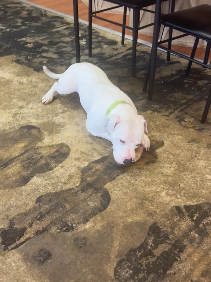 🦭 FOSTER OR ADOPT ELSA 🦭

Have you ever wanted your very own land seal? Meet Elsa.

This young, all-white pocket pittie is the perfect mix of cuddle bug and party girl. One minute she&rsquo;s ready to zoom around and enjoy life&rsquo;s adventures, 