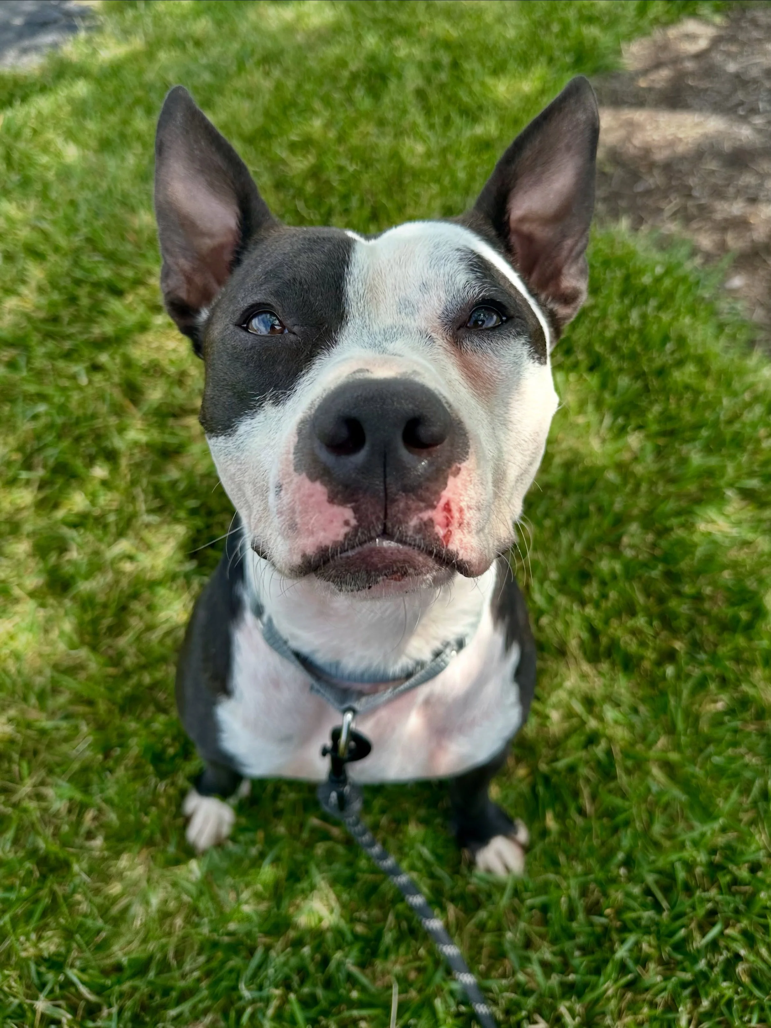 URGENT plea for sweet Cosmic. We know you&rsquo;ve seen his face recently when he went on his field trip Sunday, Proving once again that he&rsquo;s a perfect dog. Cosmic is STRUGGLING at the shelter. He&rsquo;s a dog that wants to lay on your lap all