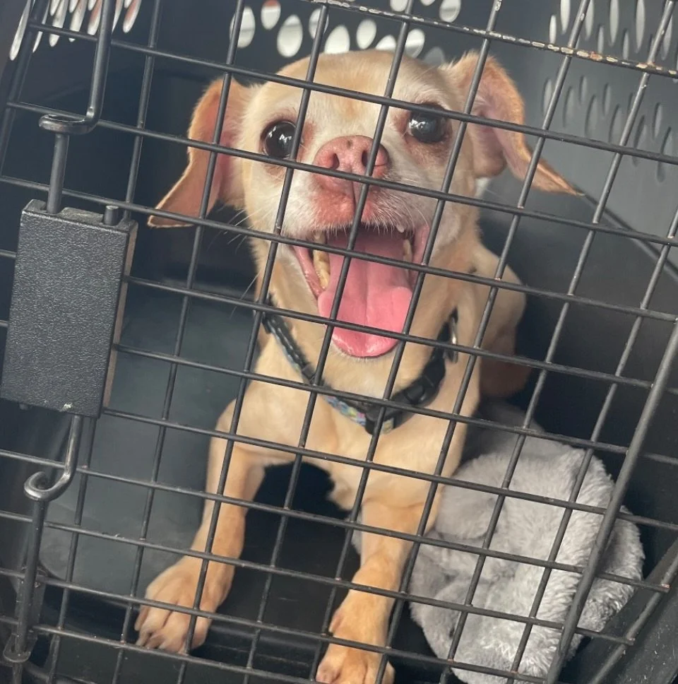 ✨ The Power of Fostering ✨

When Mini first came into our care, she was scared.

Terrified, actually.

At just 3 years old, this little Chihuahua had been through a hoarding situation and suddenly found herself in a shelter environment with her famil