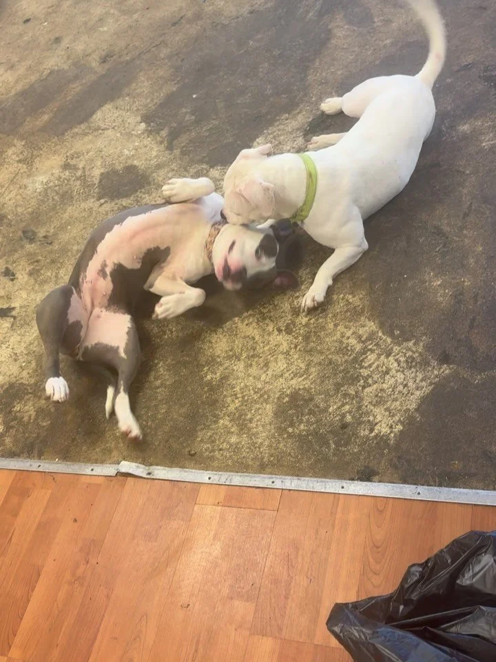 🐾 LOOK AT THESE TWO. 🐾

This is Eden. This is Elsa.

And this is exactly why we&rsquo;re working so hard to finish PORT+.

Neither of them seems too concerned that the floors aren&rsquo;t finished yet. They&rsquo;re busy rolling around, making frie
