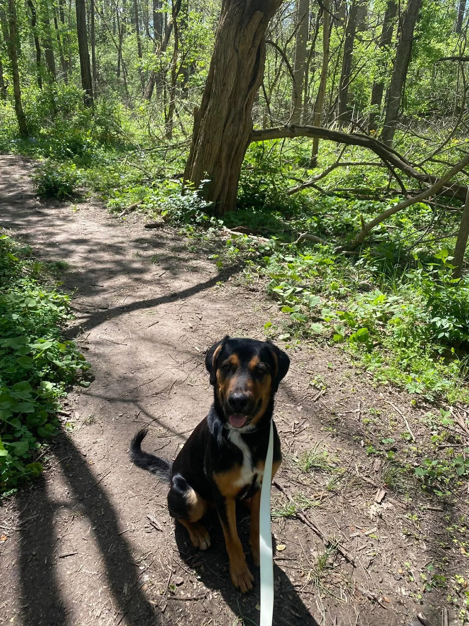 Meet Dozer &mdash; the total package wrapped up in one incredibly handsome pup. ❤️

This young guy has the perfect balance of energy. Want a hiking buddy, adventure partner, or someone to toss a ball around with? Dozer is ready. Want to spend the eve