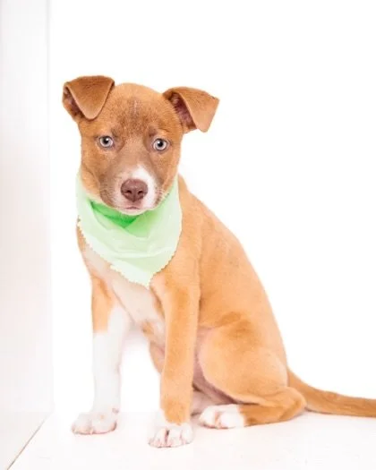 It&rsquo;s PUPPY TIME!!! Today at @hiddenvalleyorchards we will be bringing all the baby animal joy. From puppies to kittens, they are waiting to be adopted and loved on. Bring the family down today from 11am-3pm!

We will have some of our adult dogs