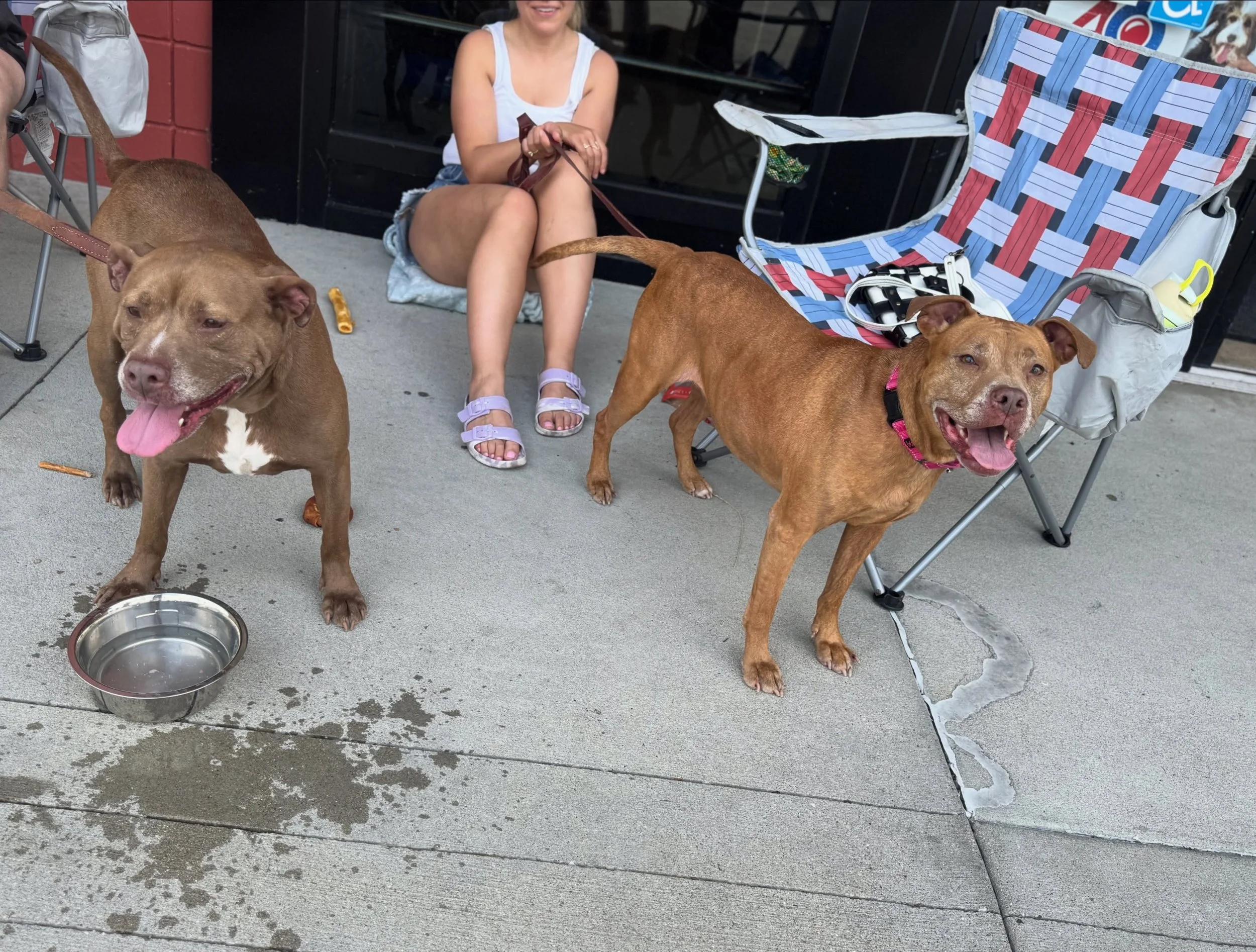 💛🏡 TWO HEARTS. ONE HOME NEEDED. 🏡💛

Honey and Buddy have already lived through every dog&rsquo;s worst nightmare.

After their beloved owners passed away, these sweet seniors found themselves facing euthanasia through no fault of their own. Their