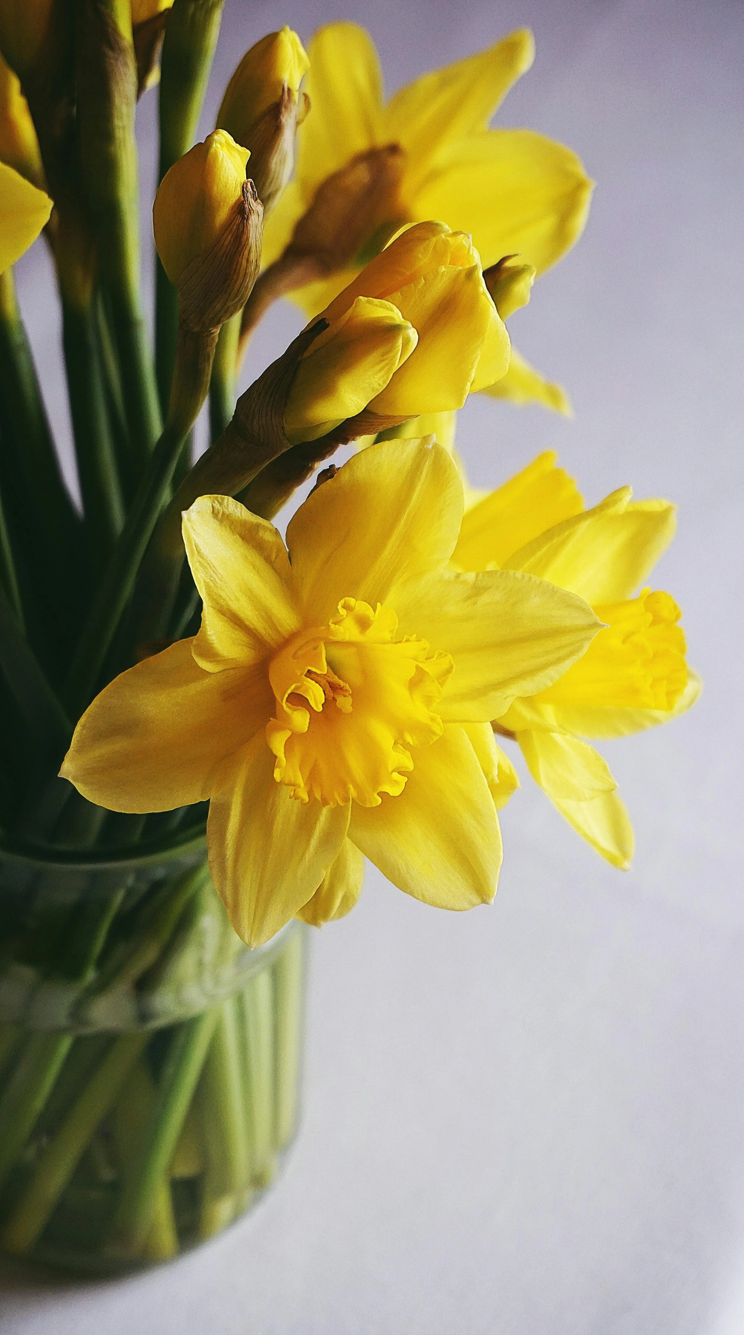daffodils symbolize hope