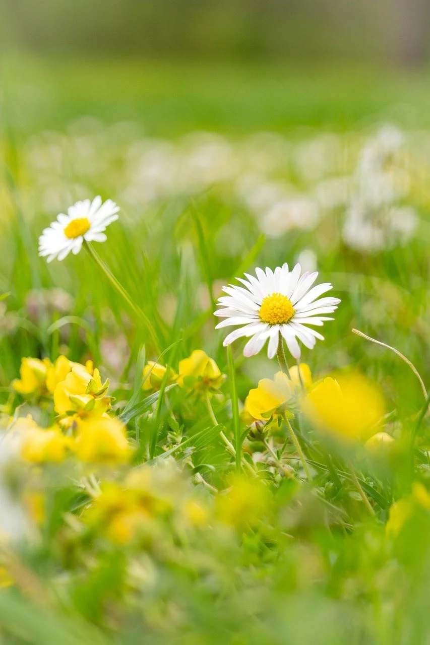 white flowers
