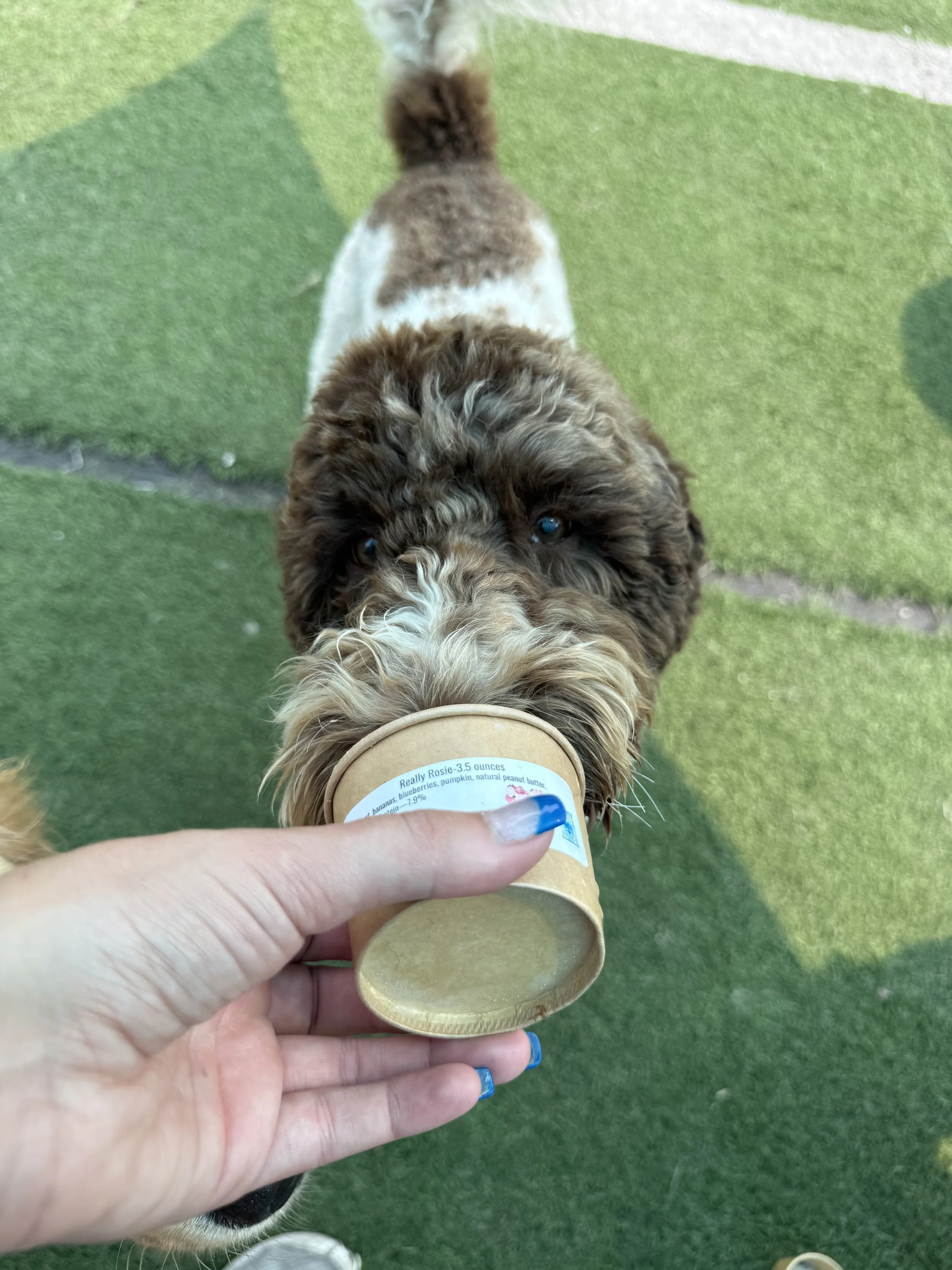 Happy dog enjoying their Lickity Split Treats Ice Cream