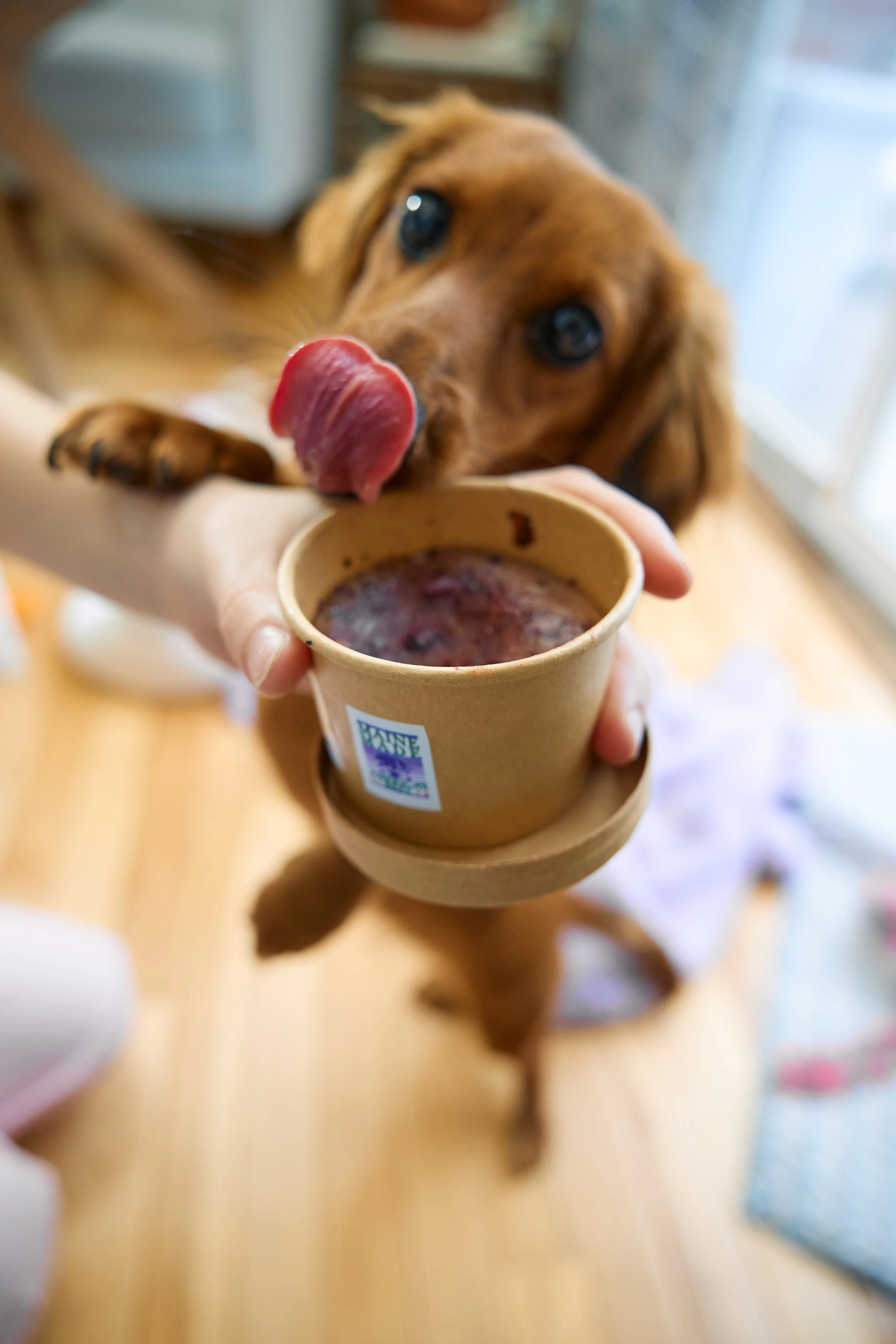Weiner dog waiting for their Lickity Split Treats ice cream