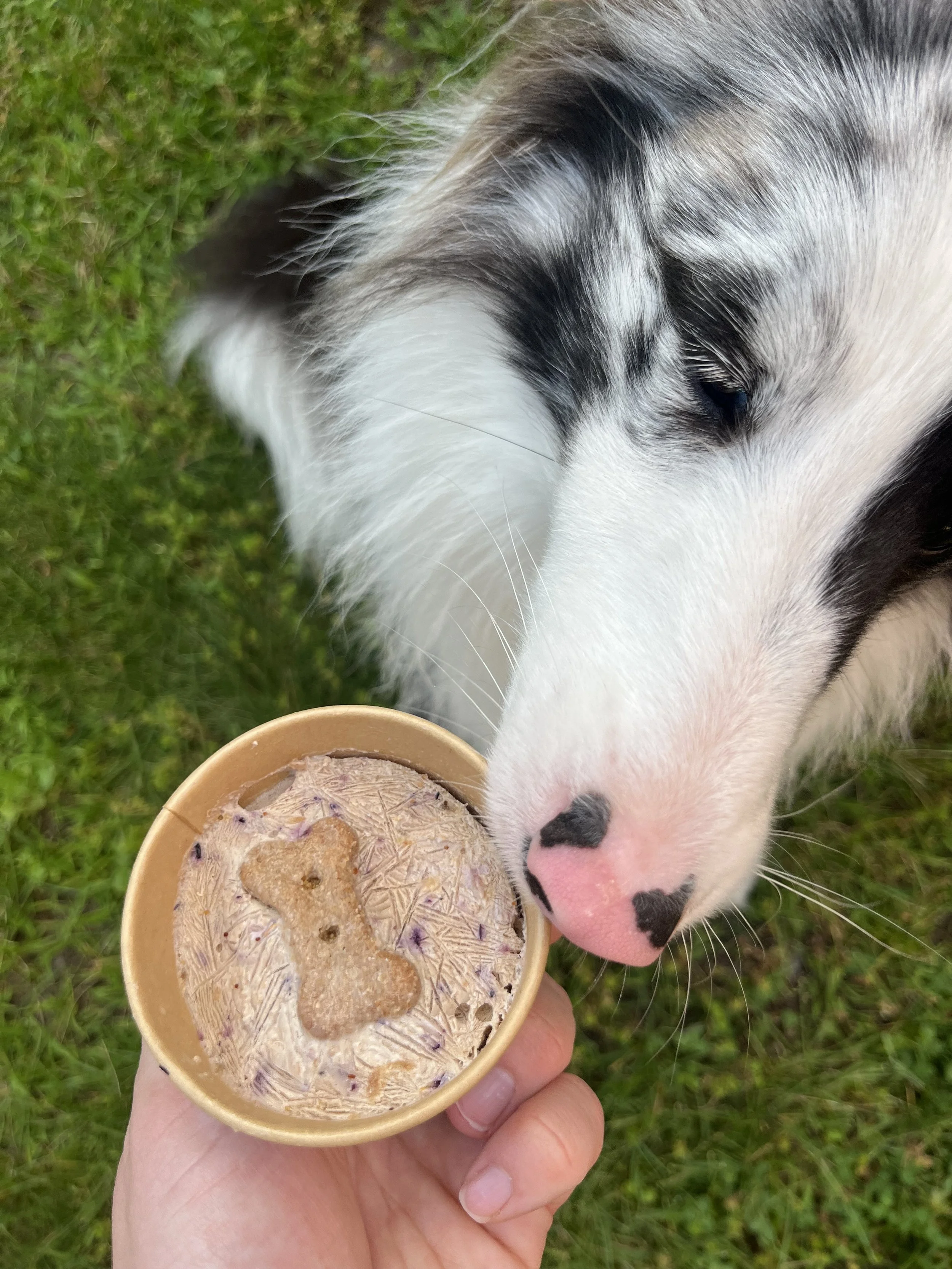 ZukotheSheltie waiting for his Lickity Split Treats ice cream