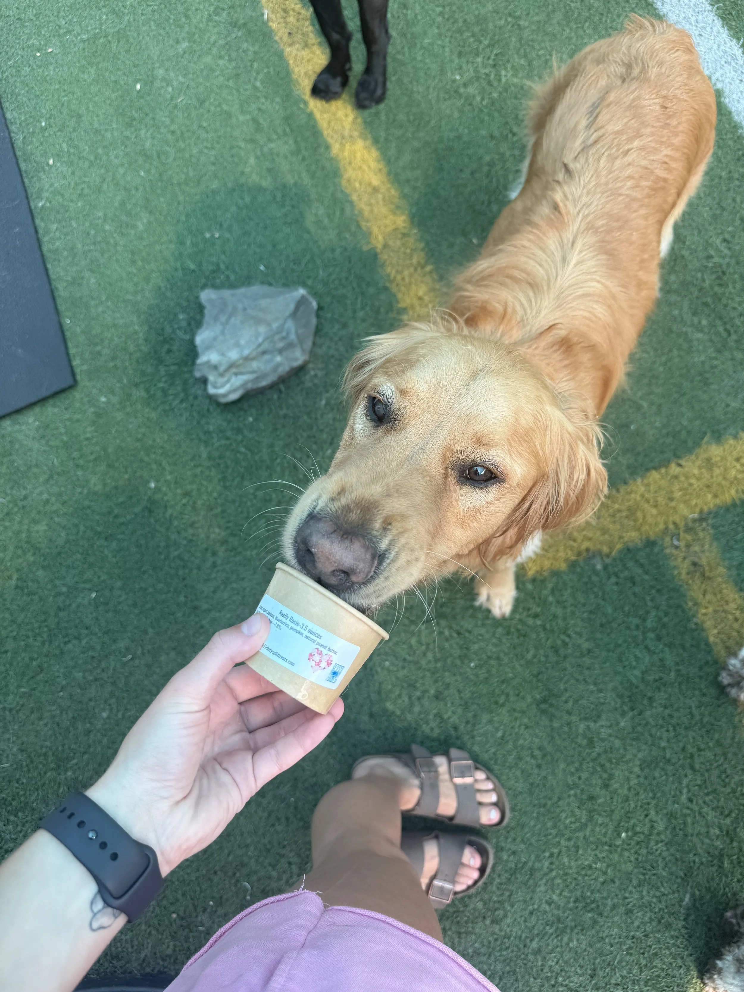 Golden retriever enjoying their Lickity Split Treats ice cream