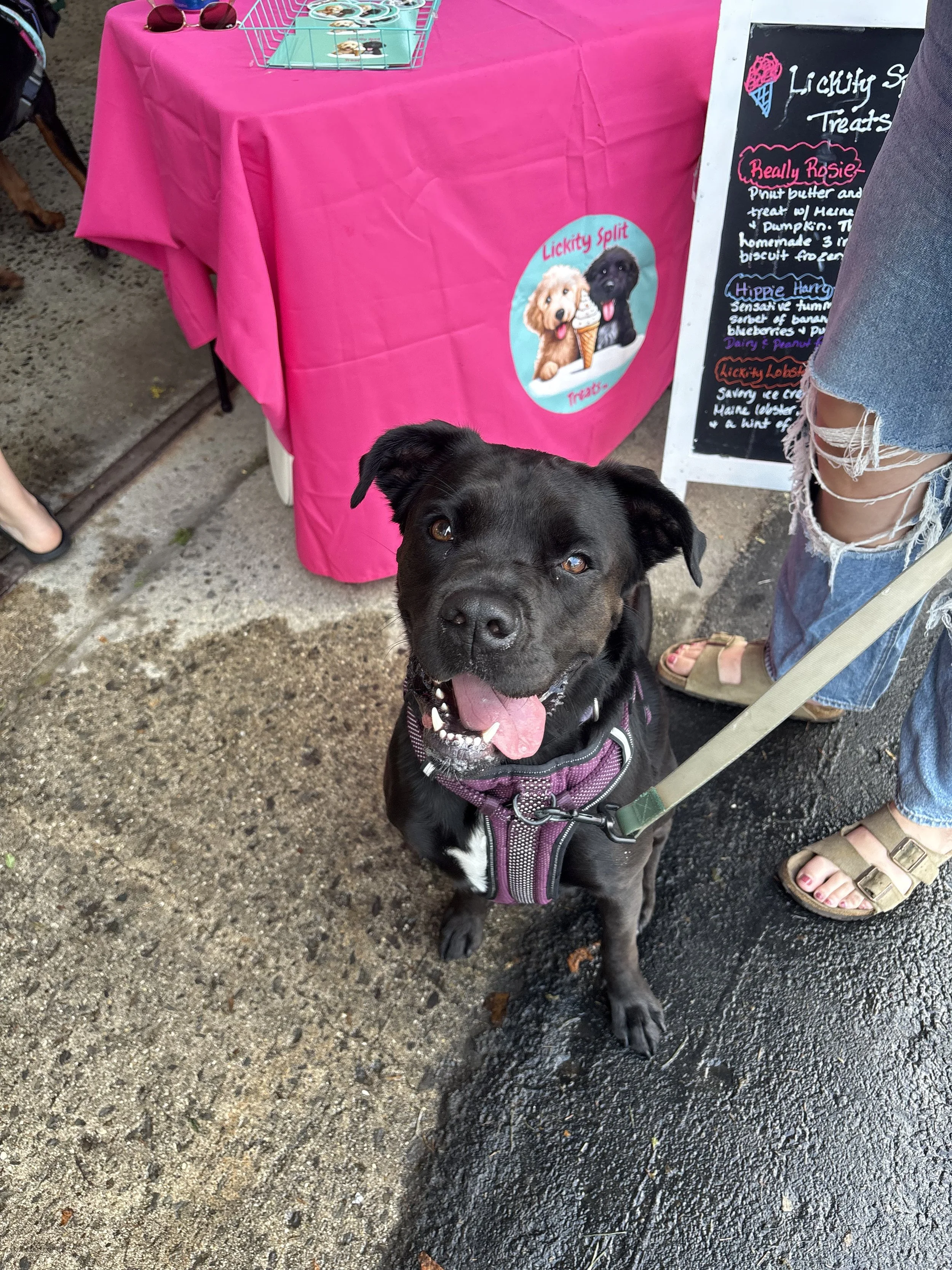 Happy dog waiting on their Lickity Split Treats Ice Cream