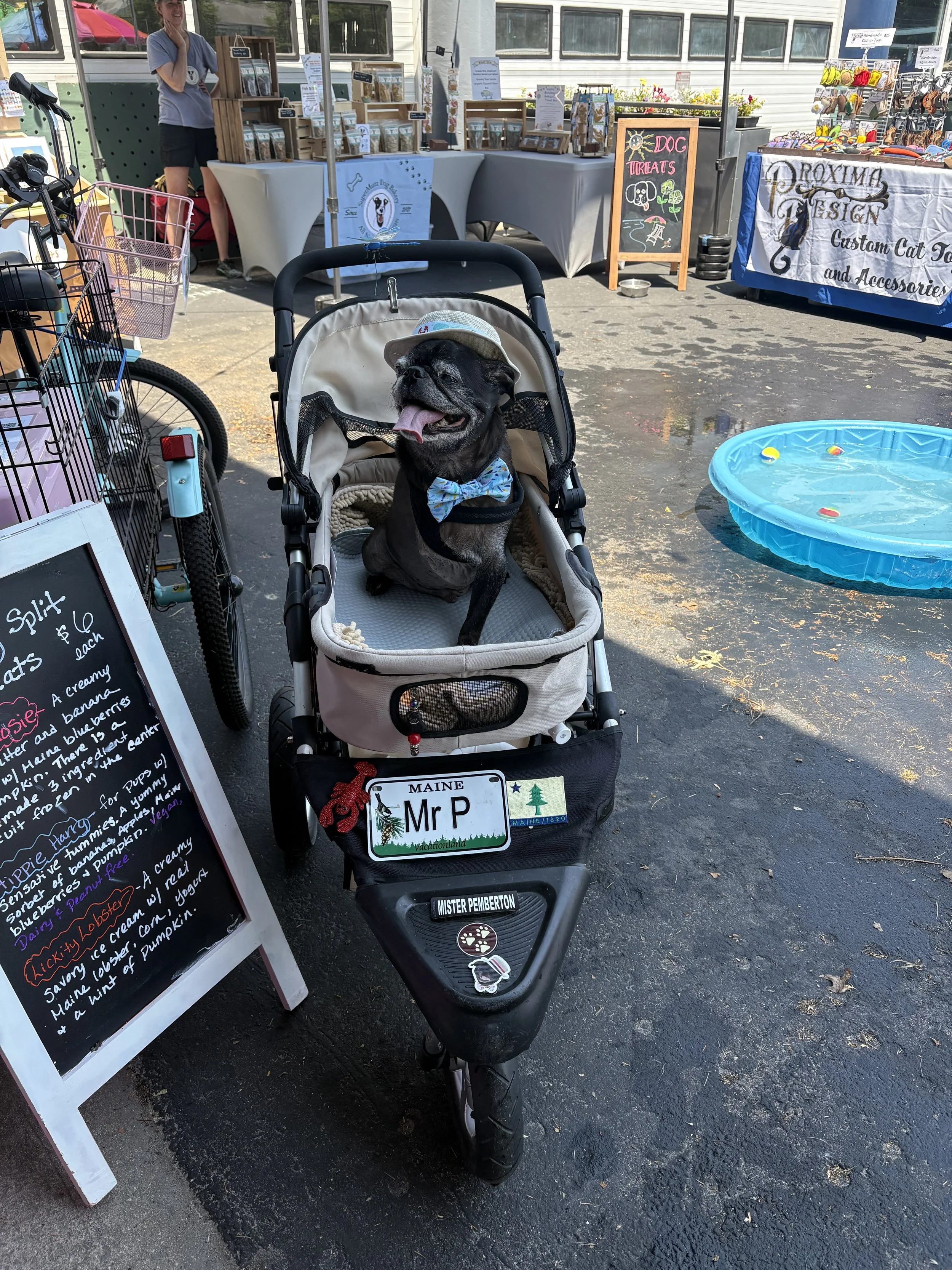 Happy pug waiting for their Lickity Split Treats Ice Cream