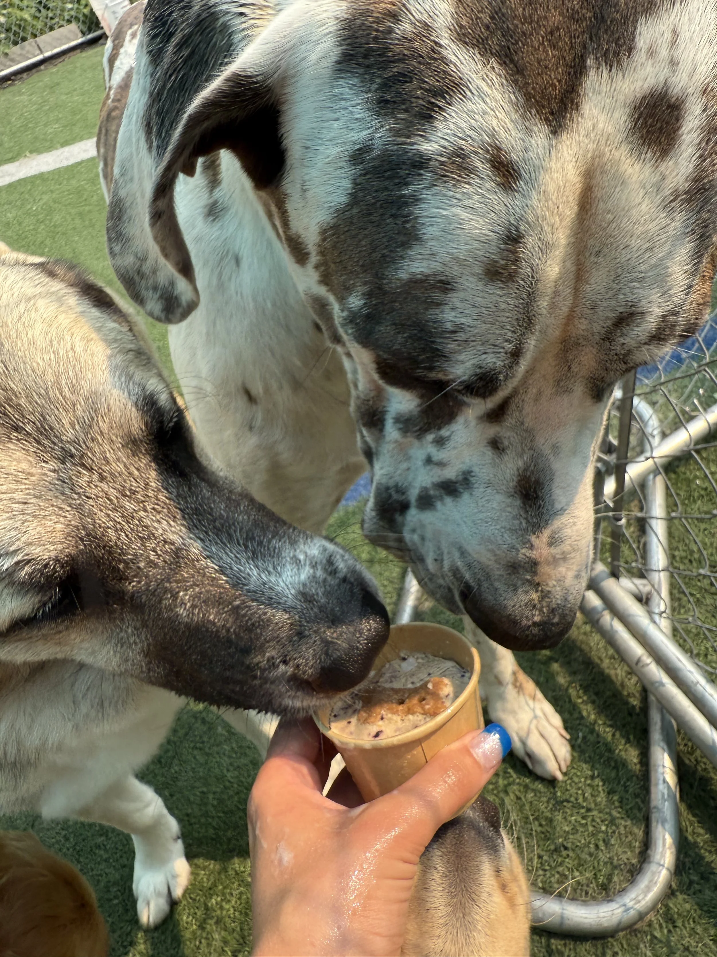 Happy dogs enjoying their Lickity Split Treats ice cream: Brown and white dog, and another brownish dog. 