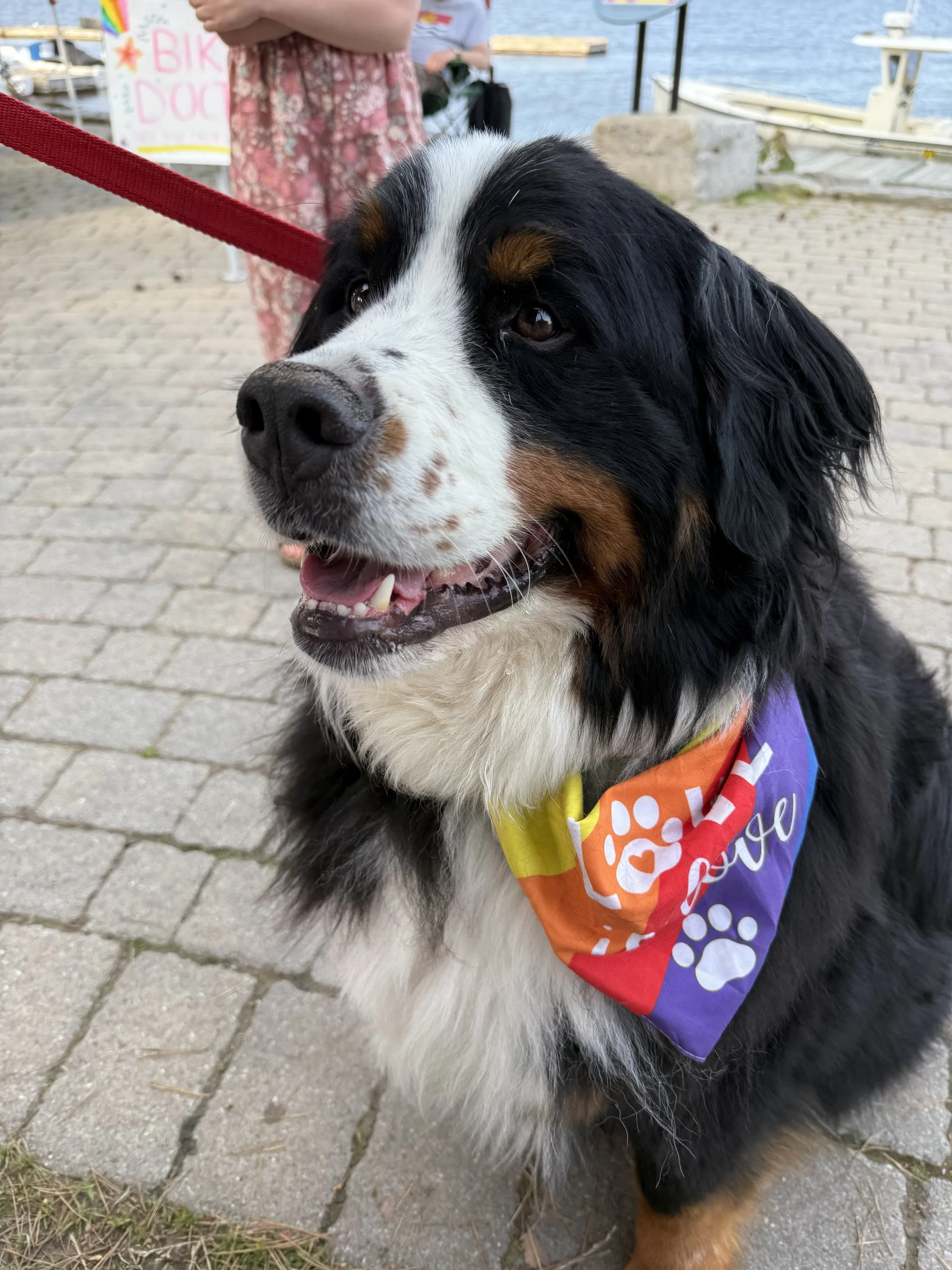 Happy dog waiting for their Lickity Split Treats ice cream
