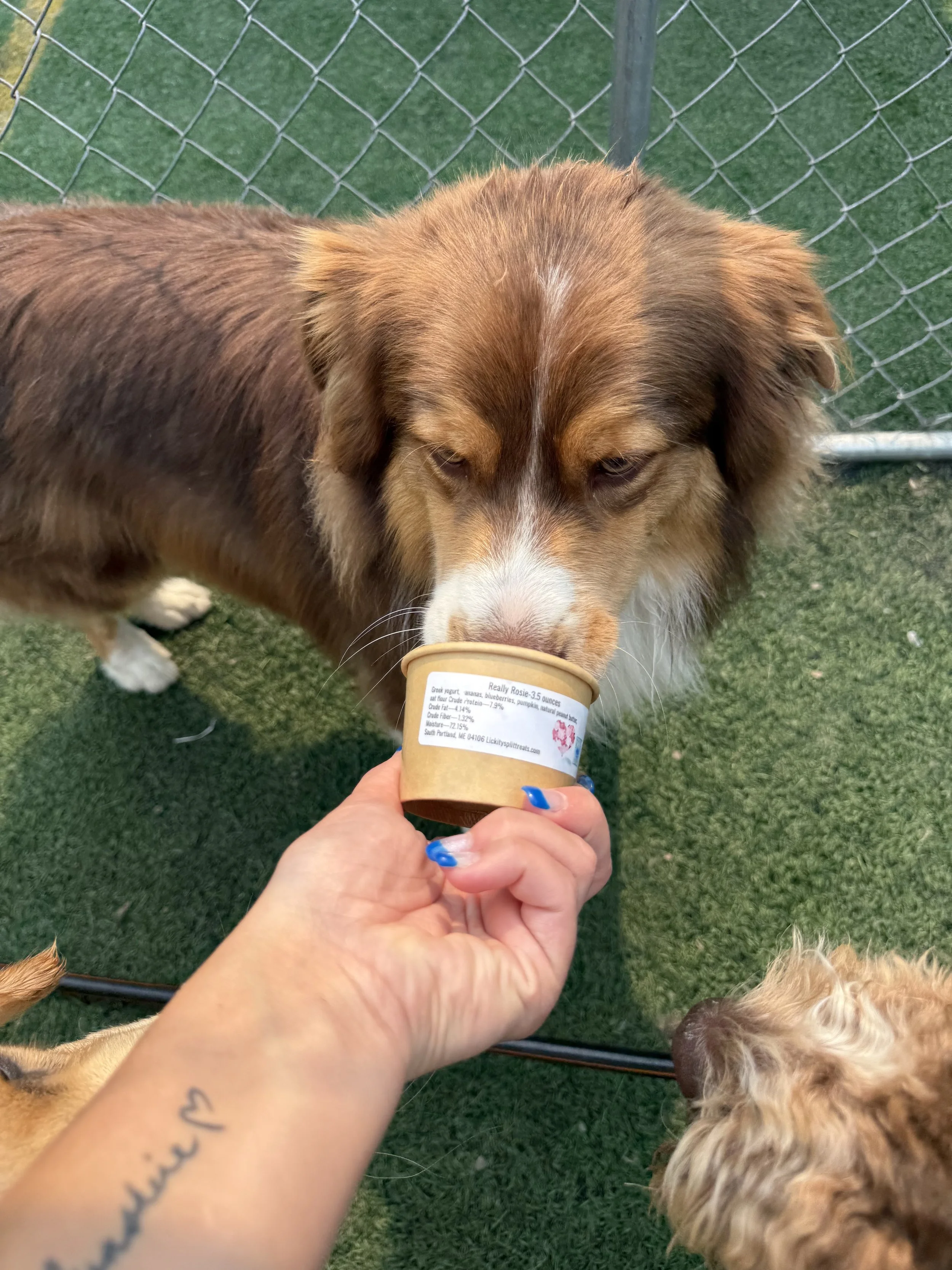 Happy dog enjoying Lickity Split Treats Ice Cream