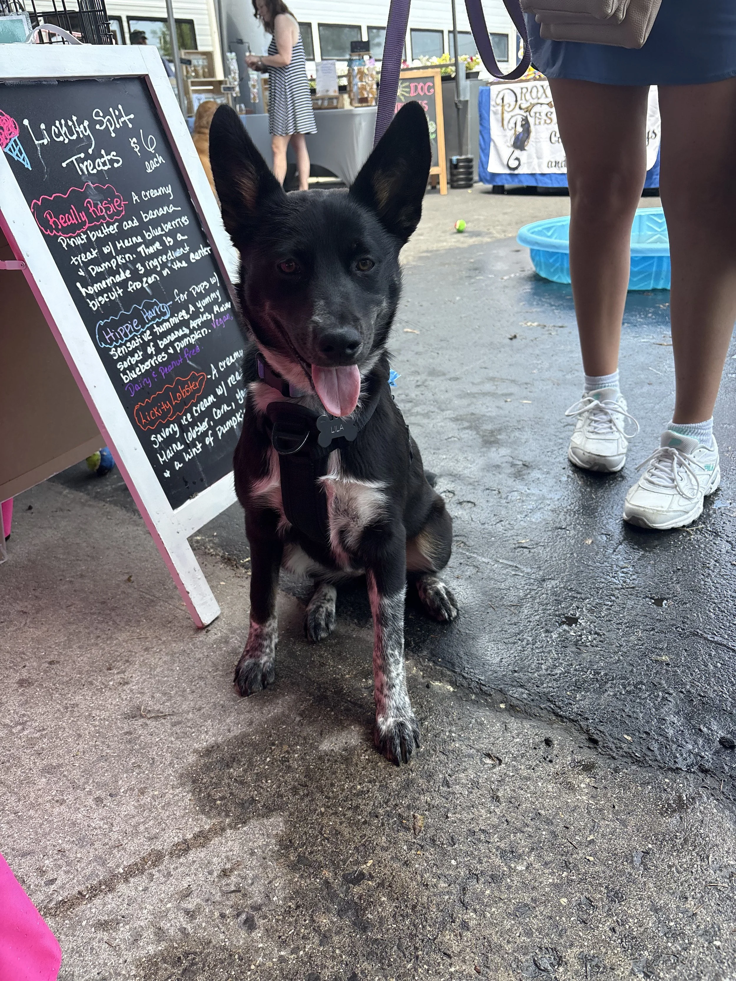 Happy dog waiting on their Lickity Split Treats Ice Cream 