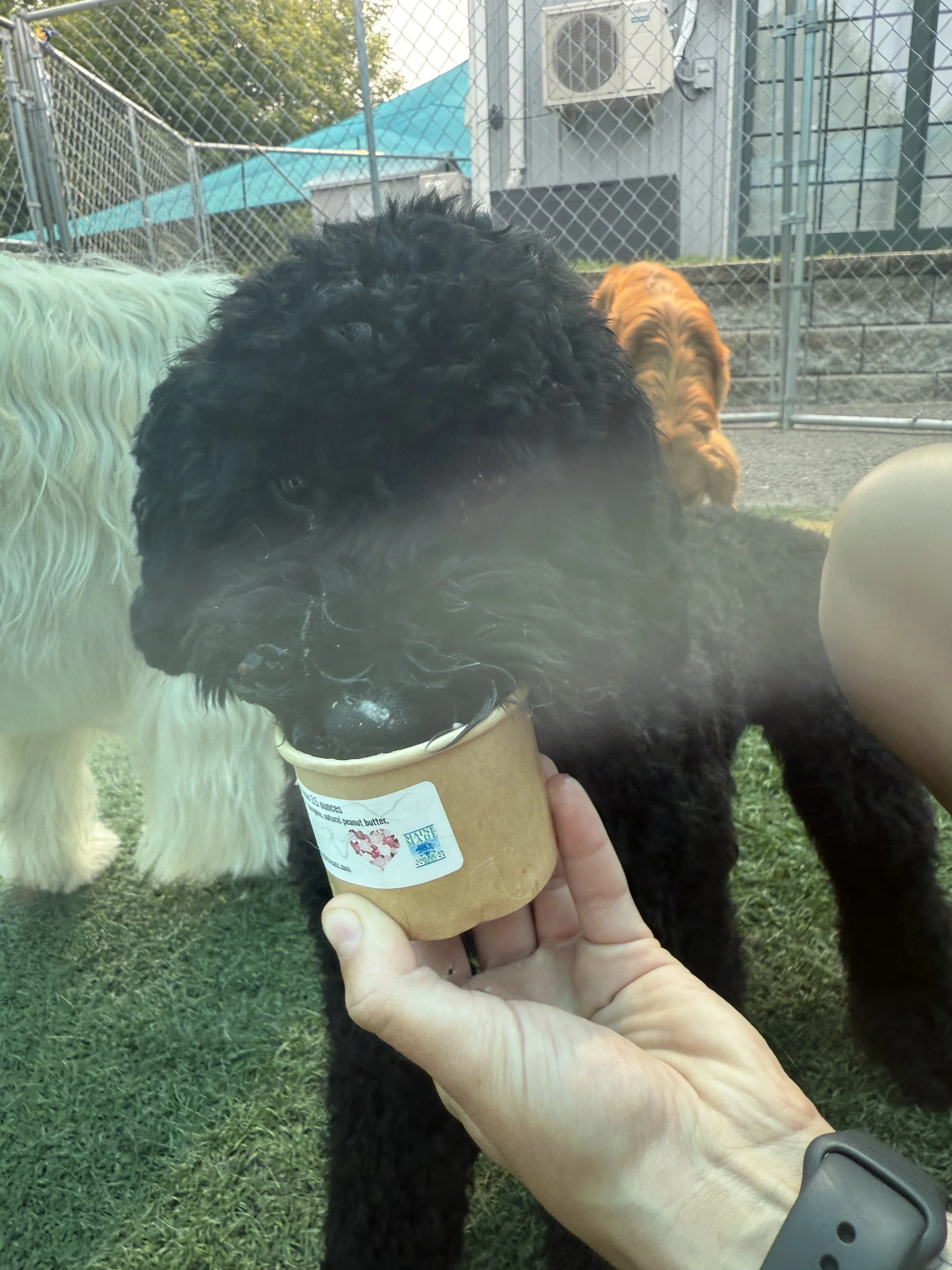 Happy dog enjoying their all natural dog ice cream made by Lickity Split Treats
