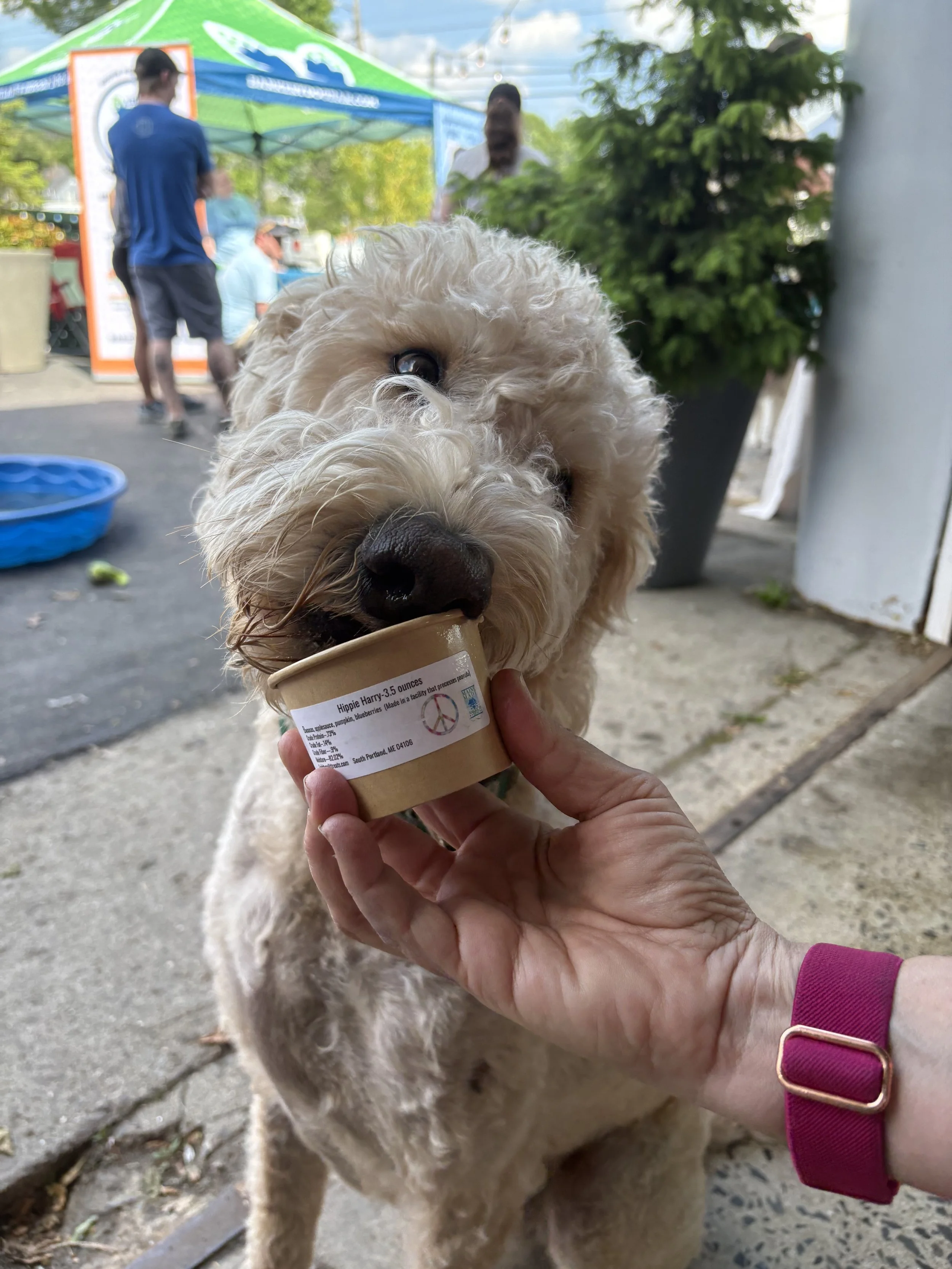 Happy golden doodle eating Lickity Split Treats All Natural Dog Ice Cream