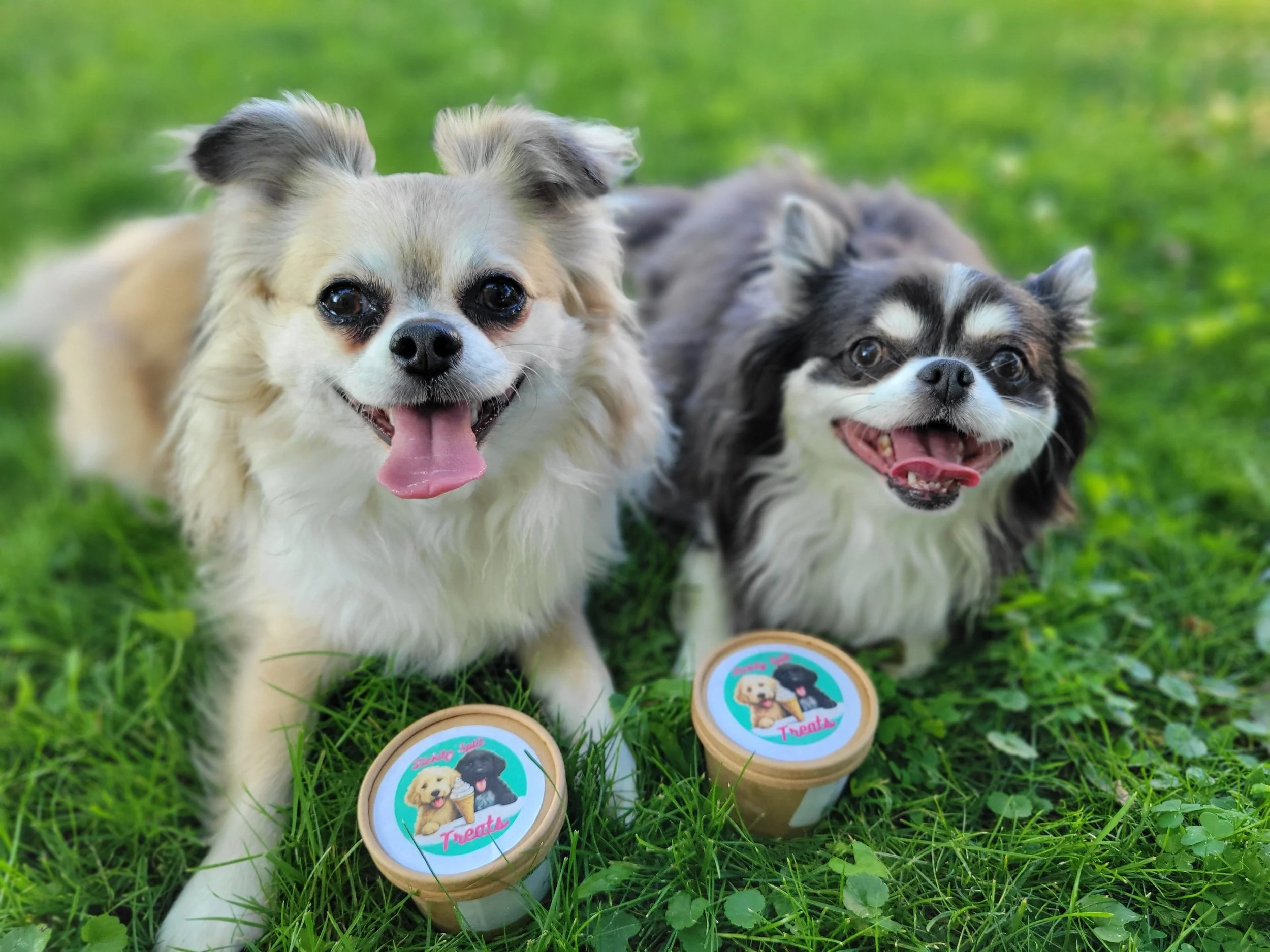 Two dogs enjoying their Lickity Split Treats ice cream