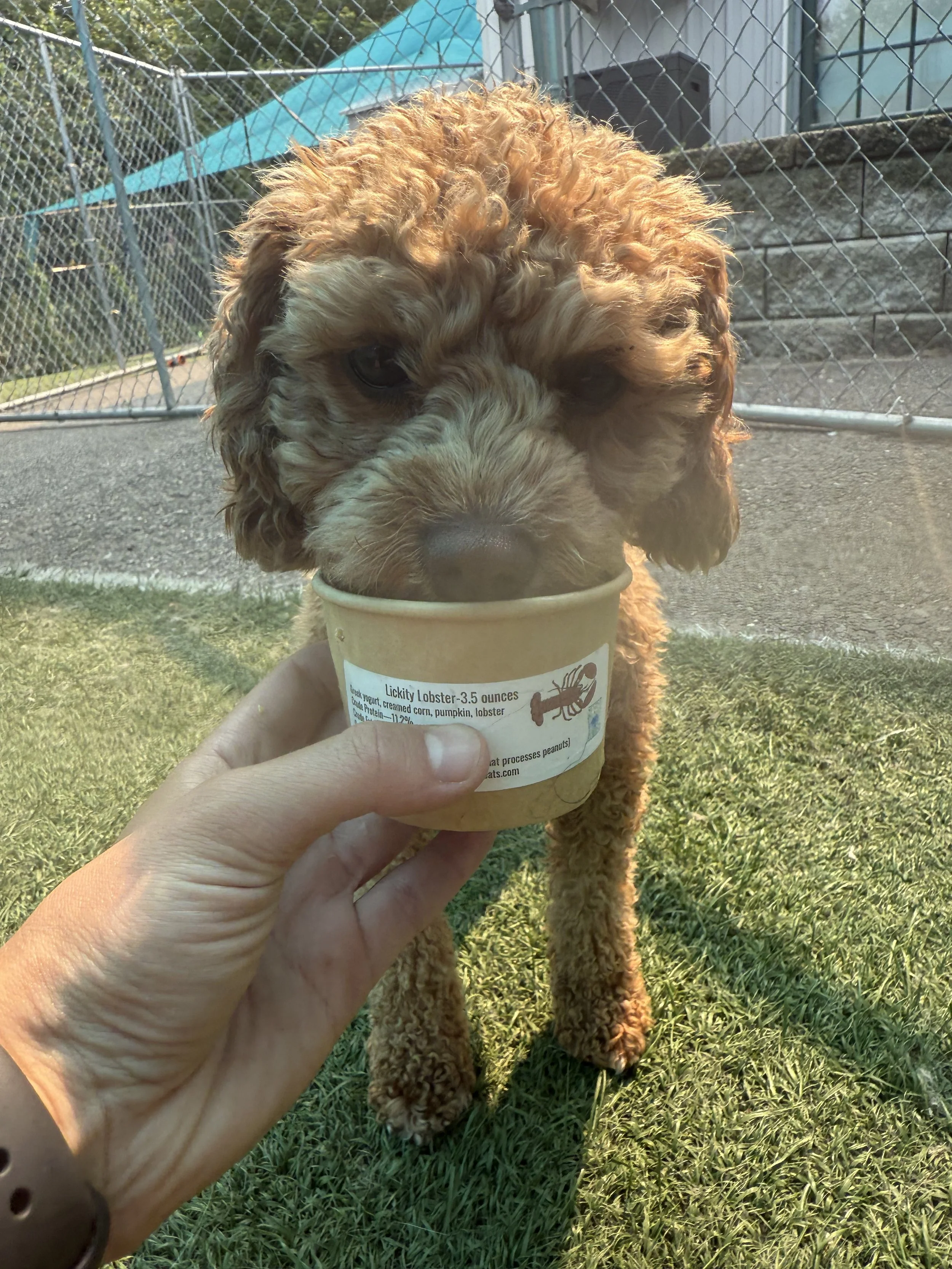 Happy dog enjoying their Lickity Split Treats Ice Cream