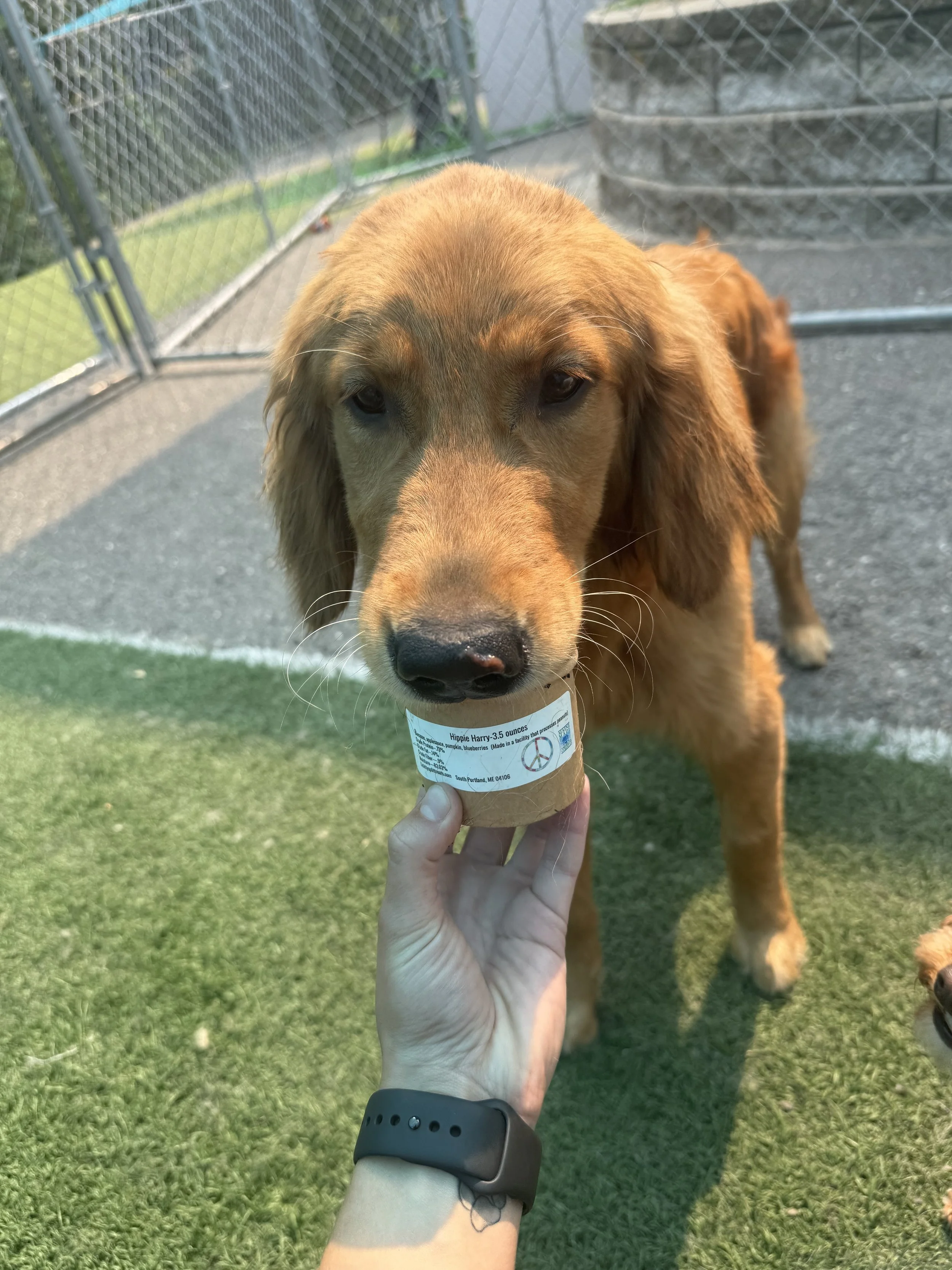 Dog enjoying their Lickity Split Treats ice cream