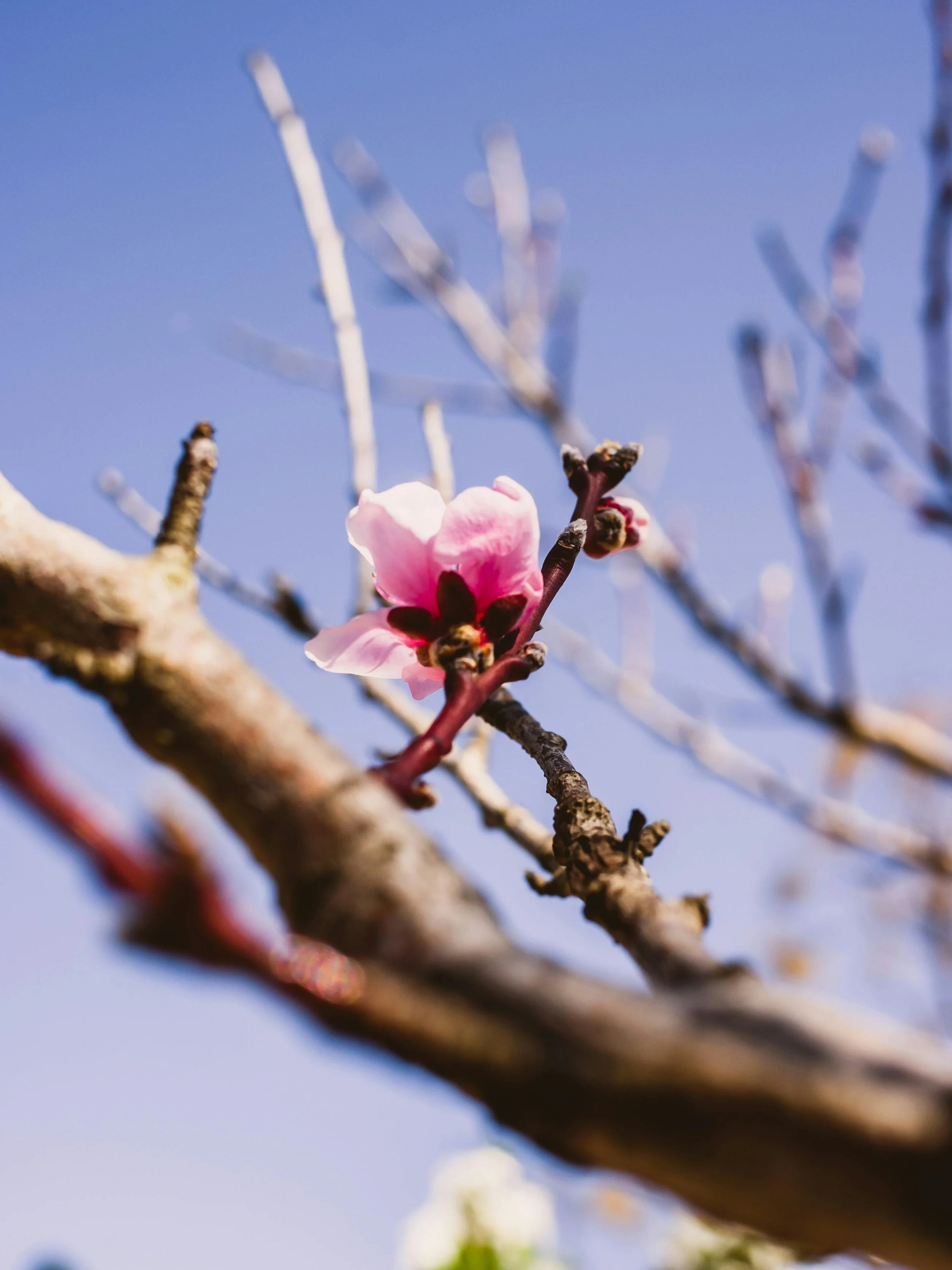flower blooming from a branch