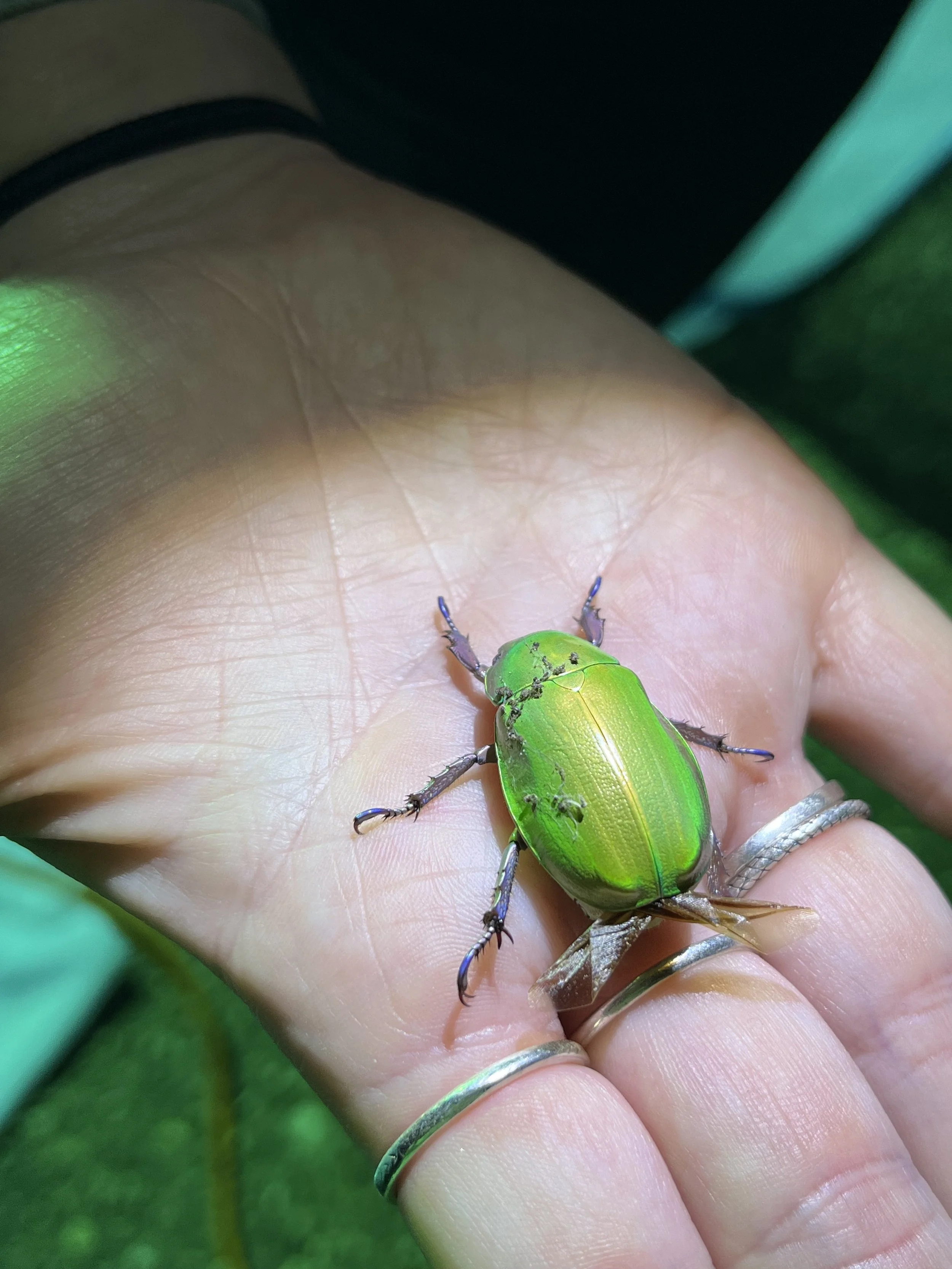 Beyer's Jewel Scarab (Chrysina beyeri)