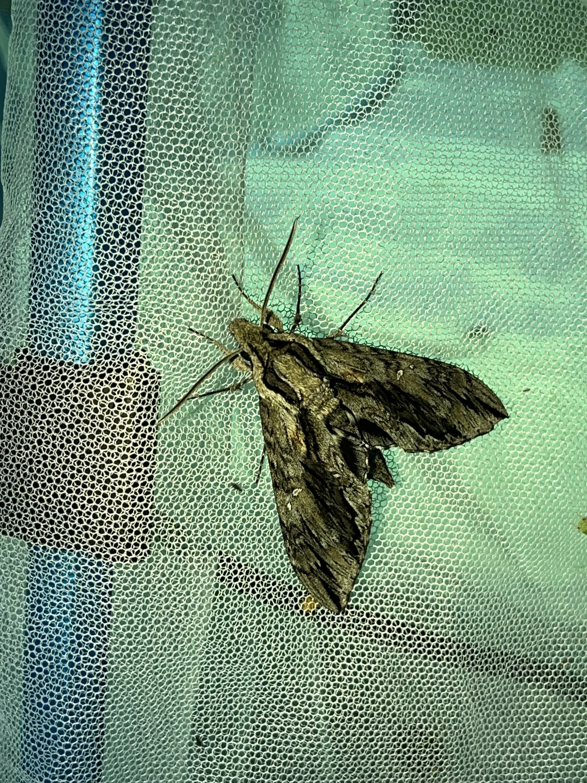 Istar Sphinx (Lintneria istar)