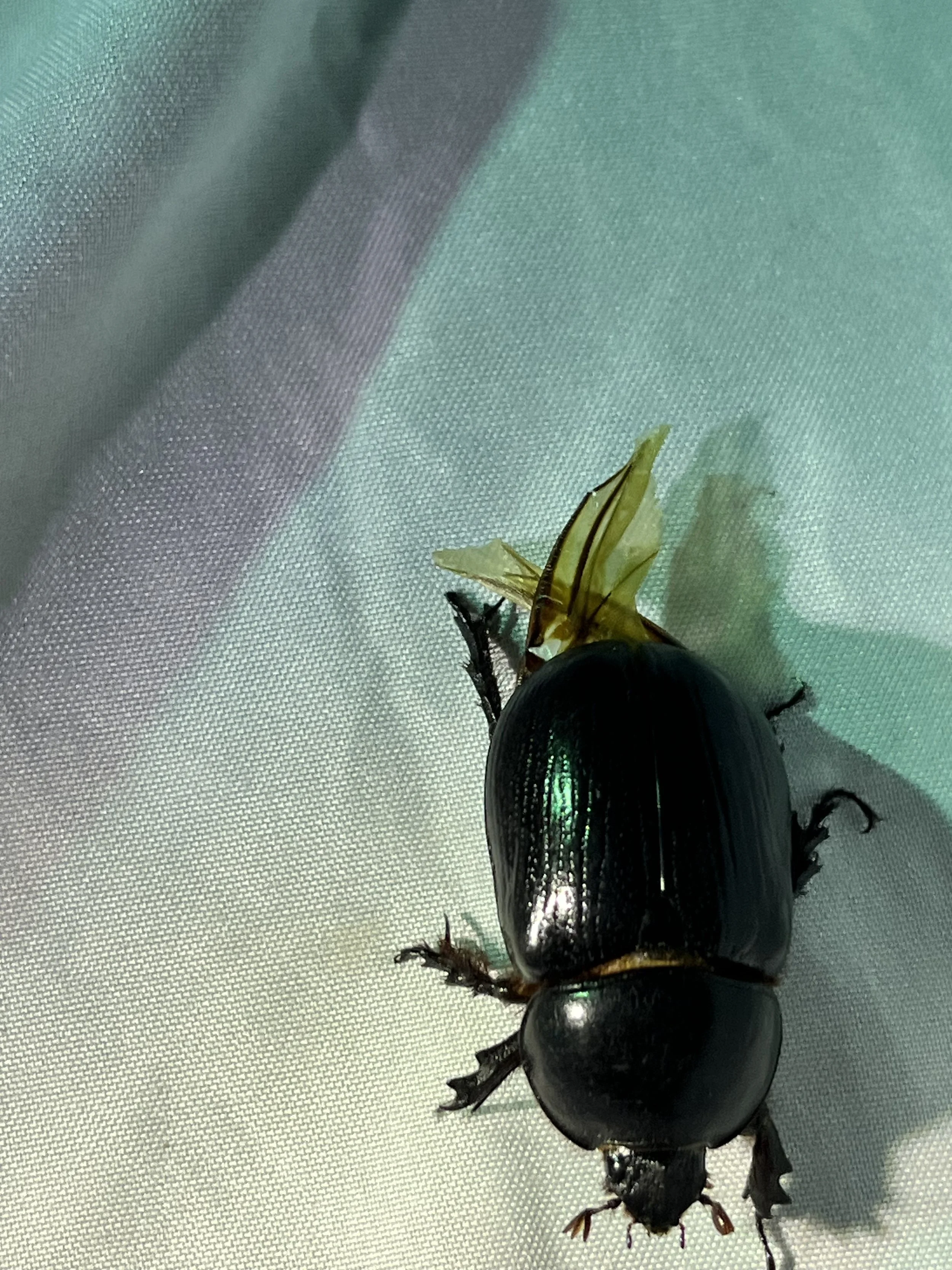 Western Rhinoceros Beetle (Xyloryctes thestalus)