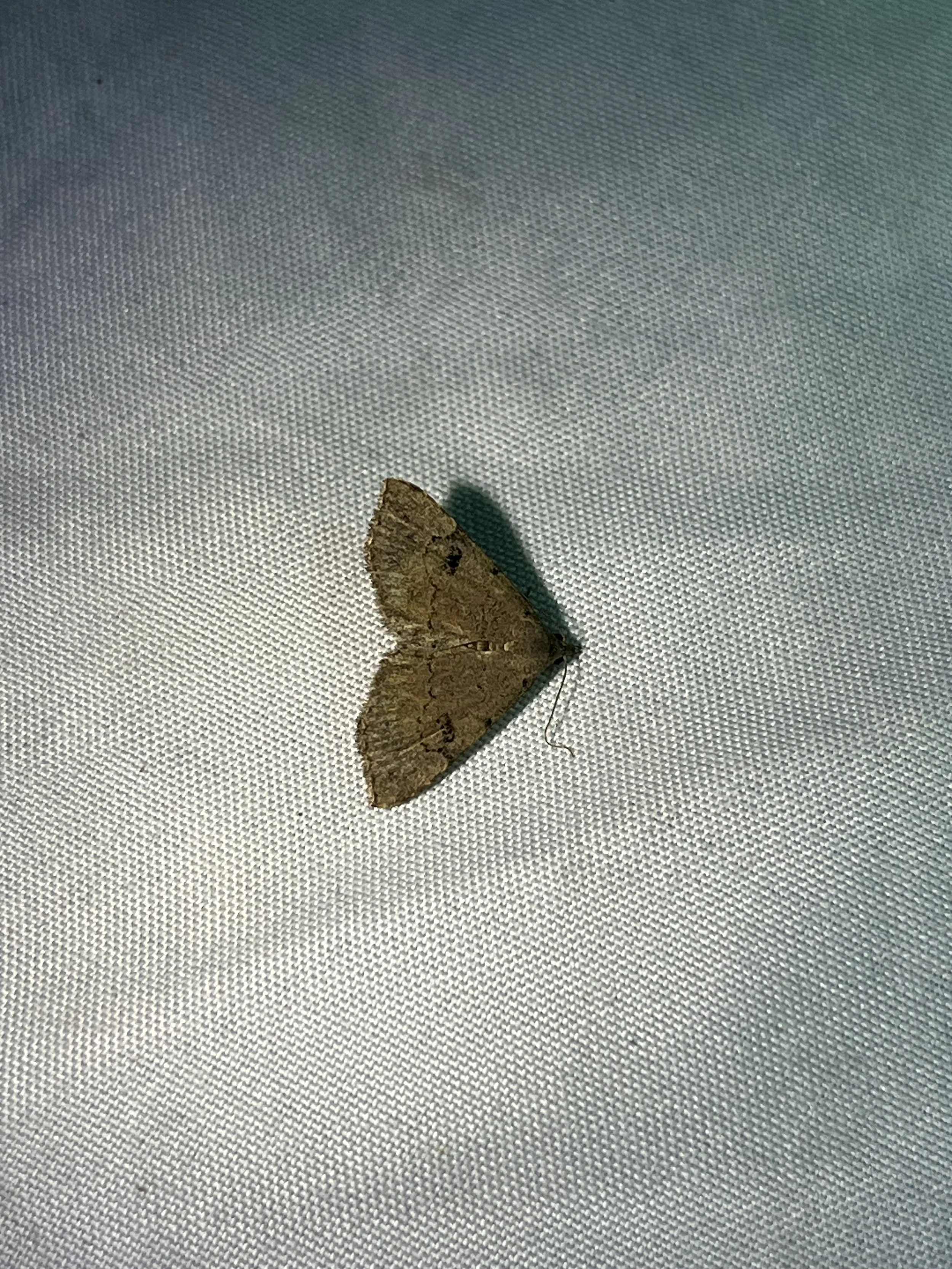 Hemeroplanis historialis