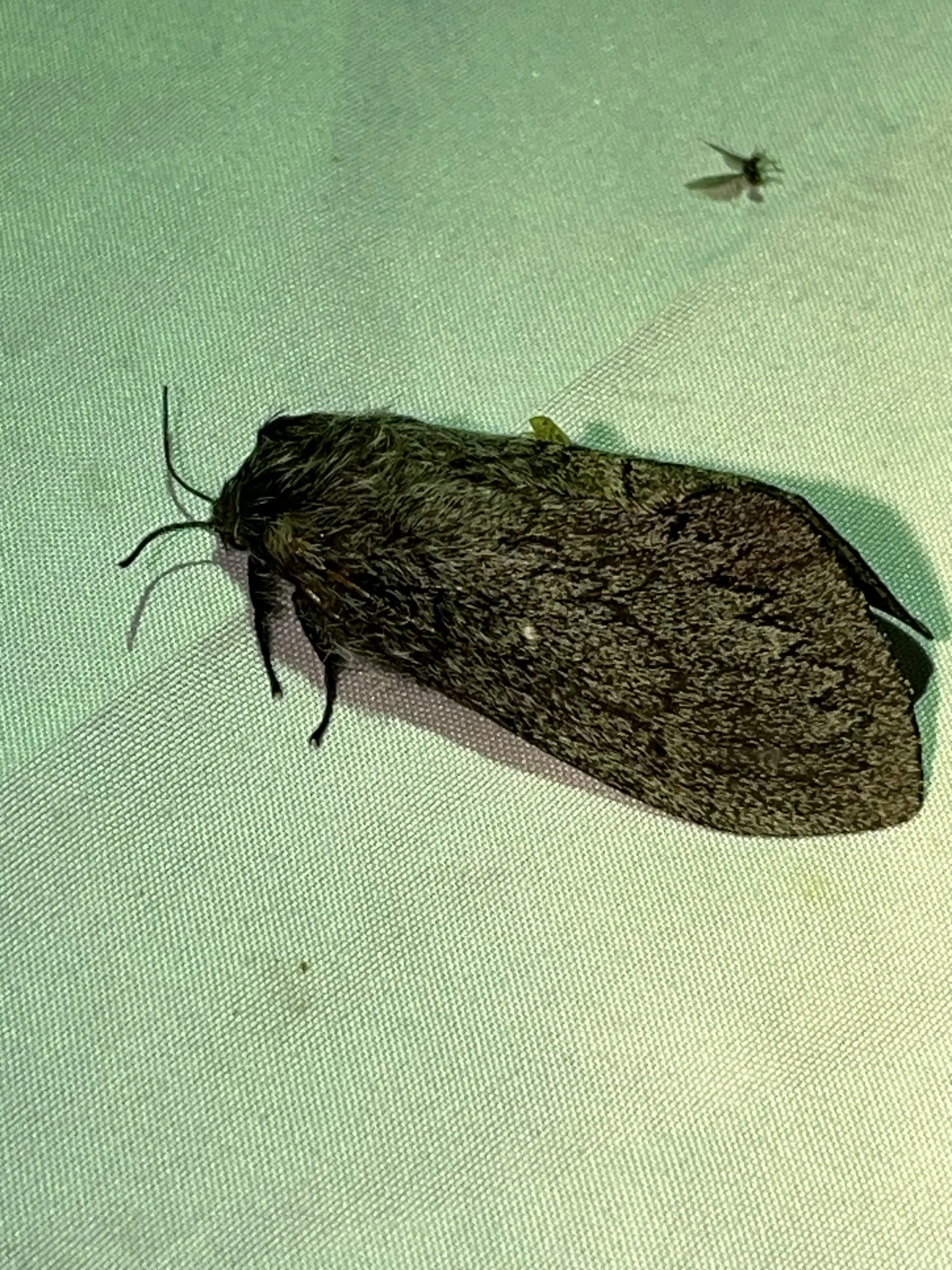 Sooty Lappet (Gloveria gargamelle)