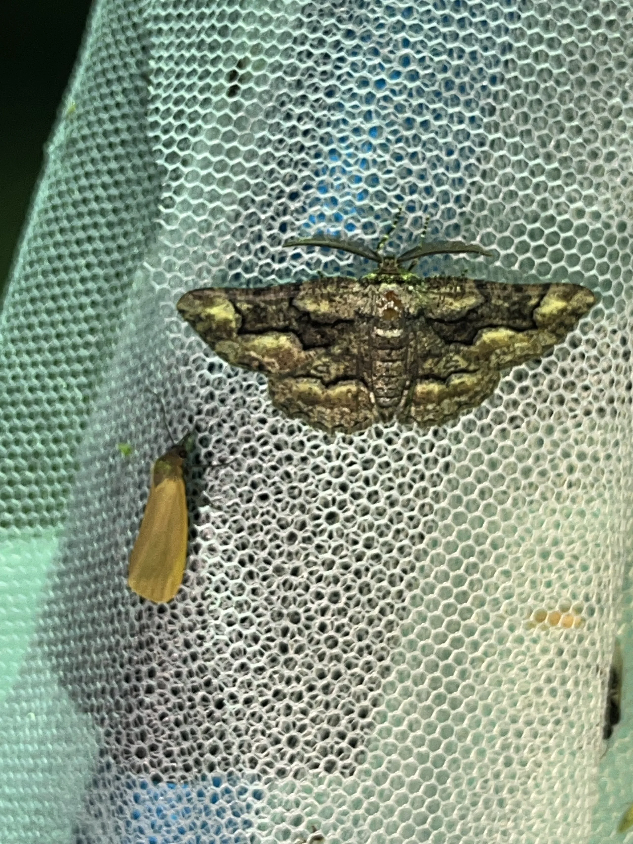 Oak Beauty (Phaeoura quernaria)