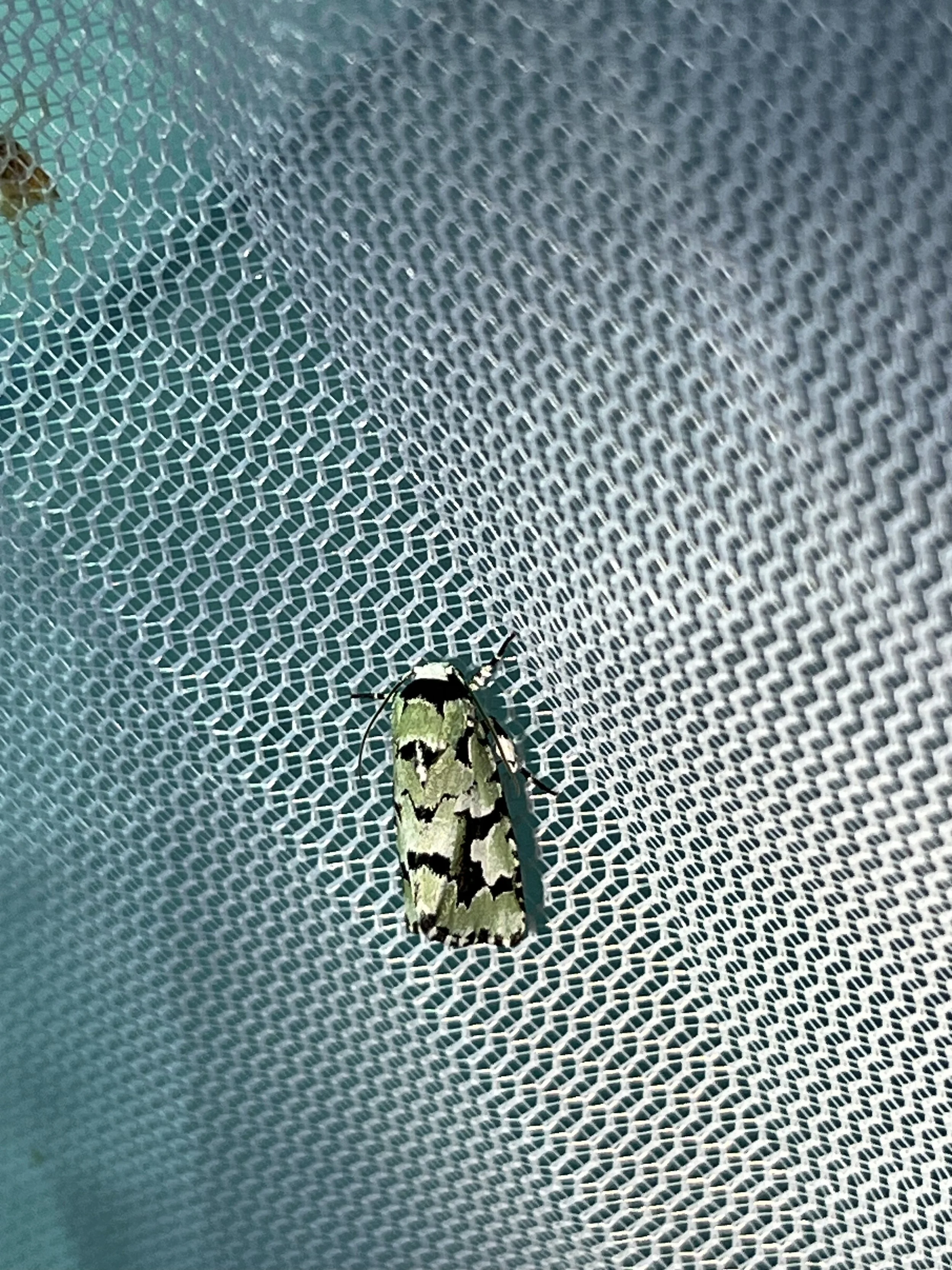 Beloved Emarginea Moth (Emarginea percara)