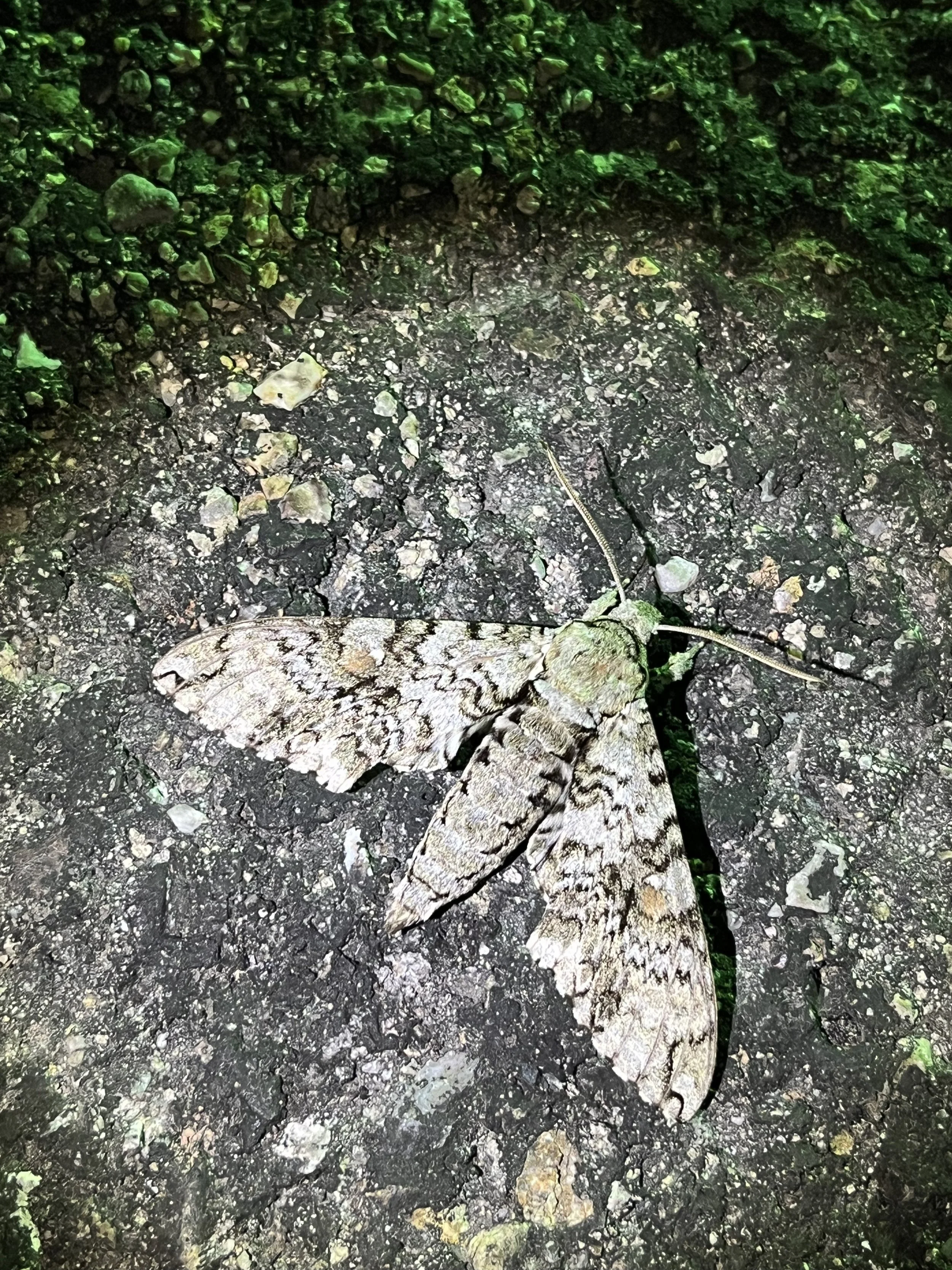 Florestan Sphinx (Manduca florestan)