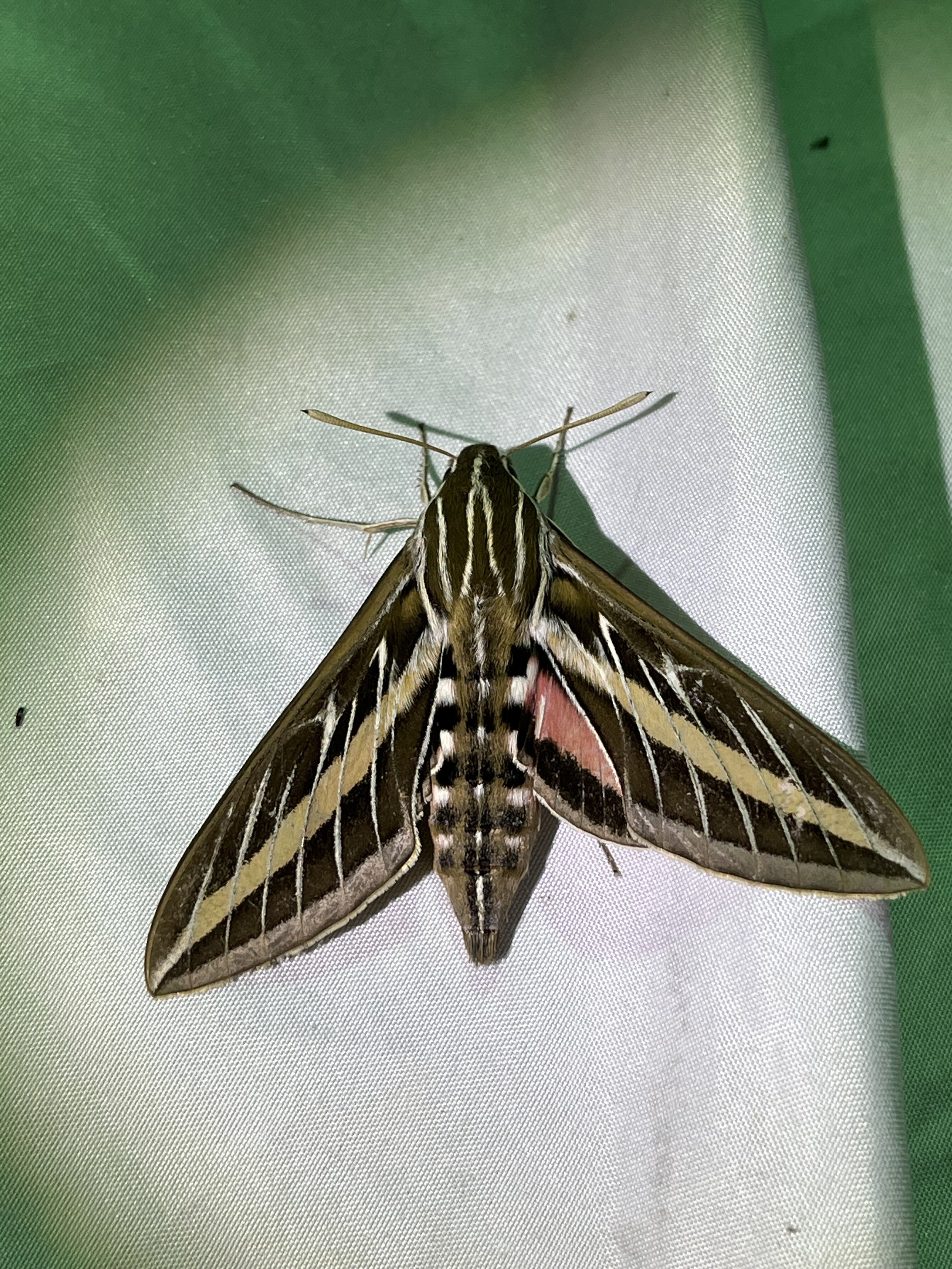 White-lined Sphinx (Hyles lineata)
