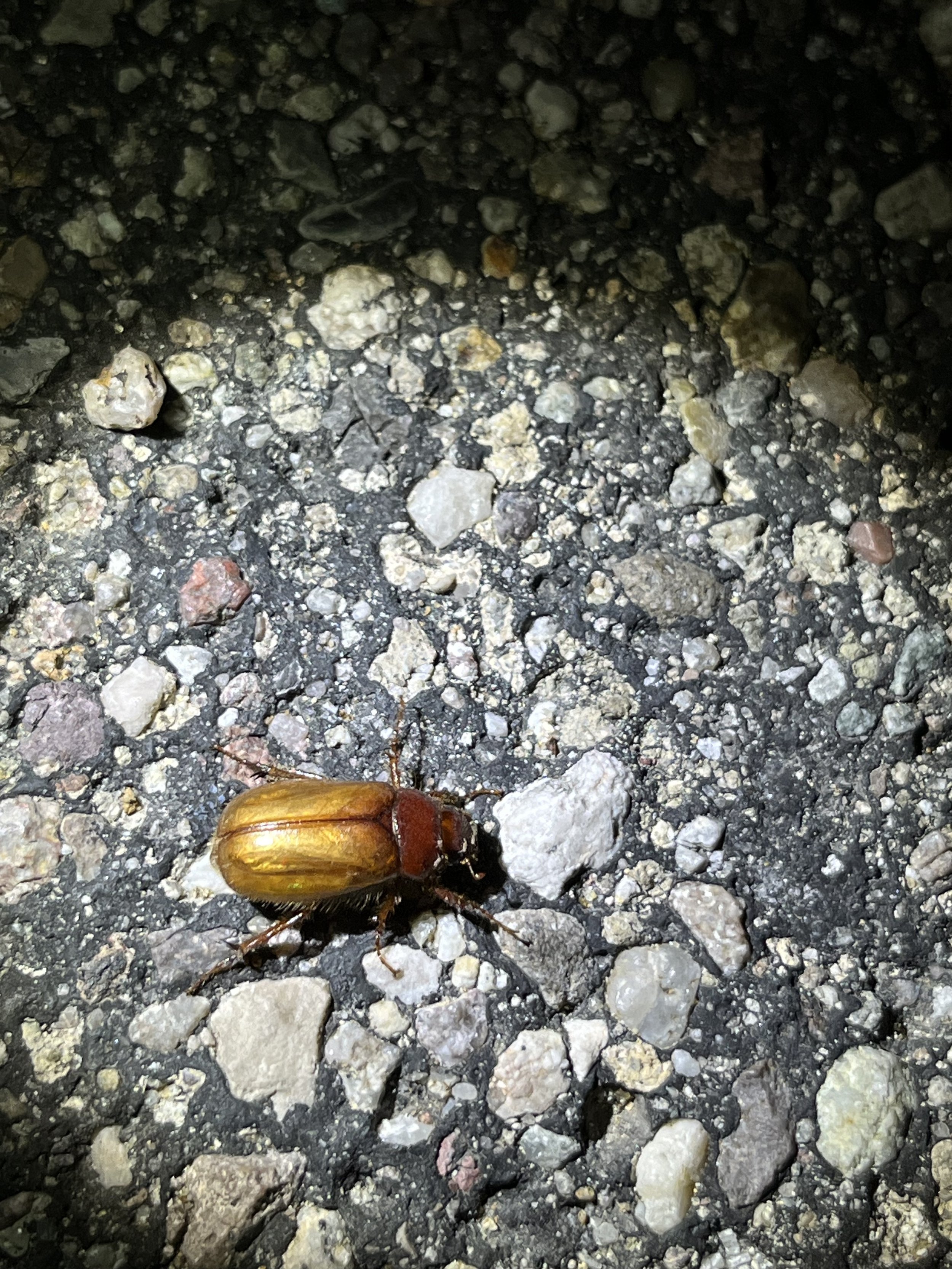 June Beetles