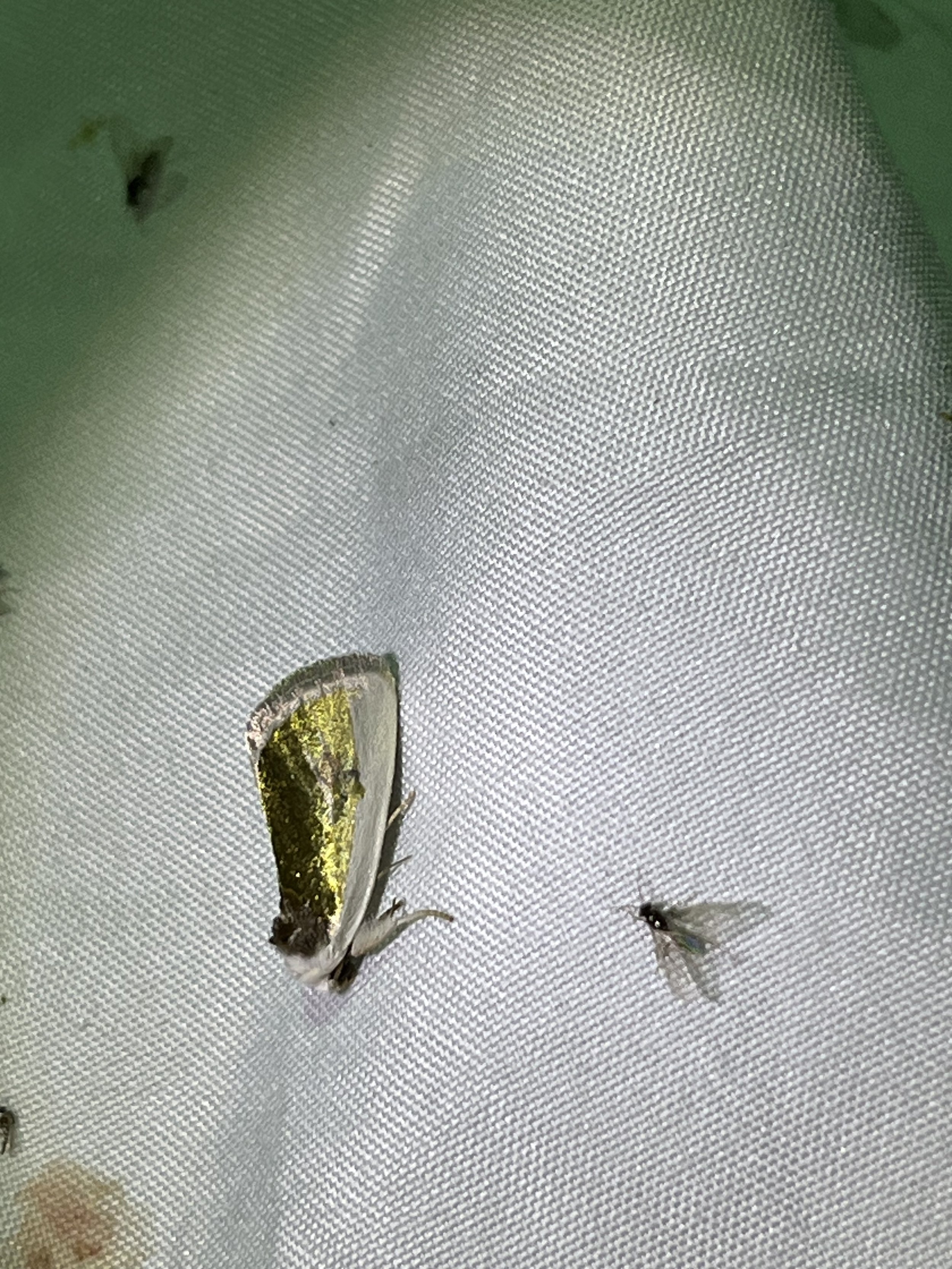 Poetry Moth (Neumoegenia poetica)