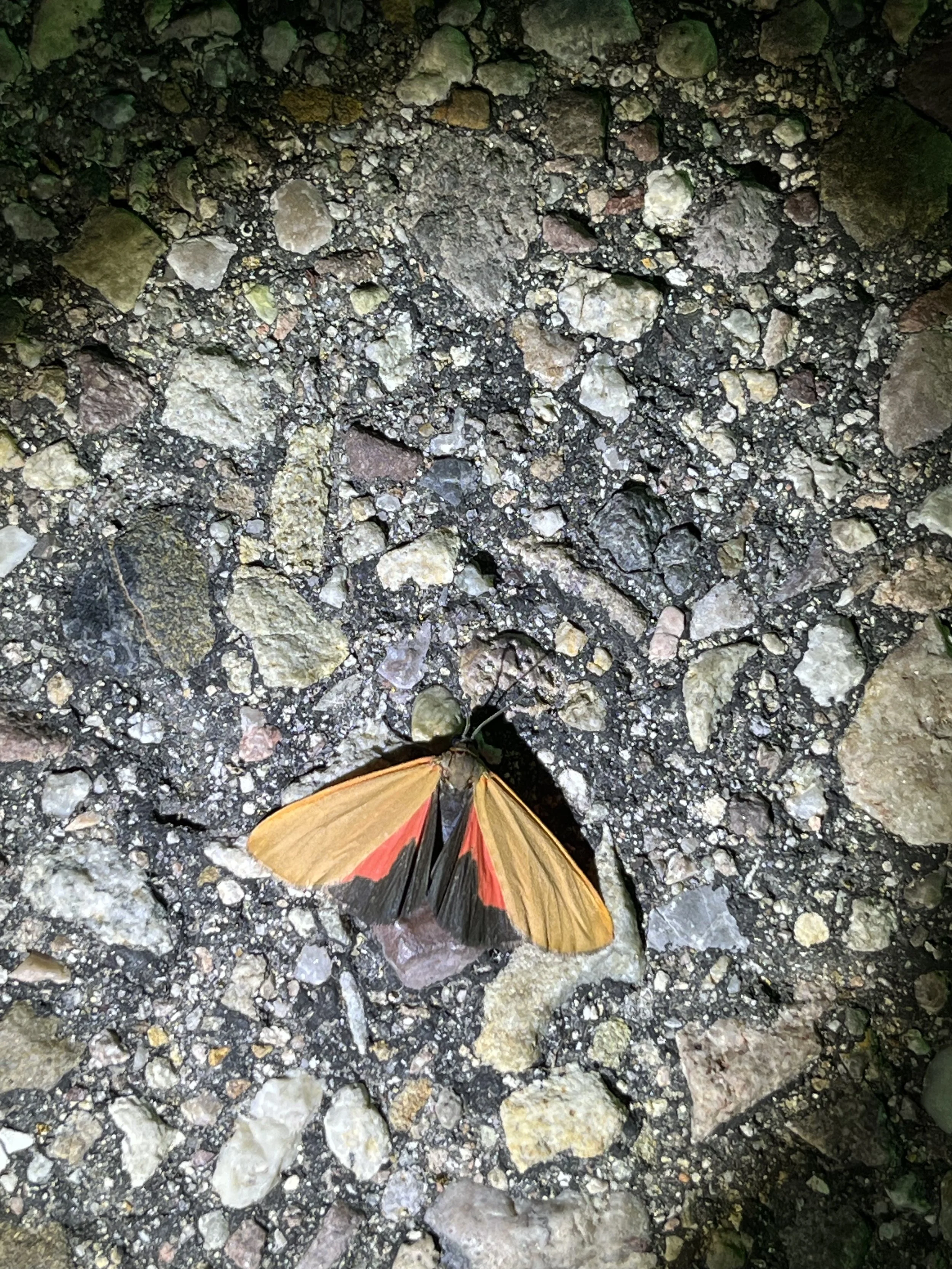 Showy Holomelina (Virbia ostenta)