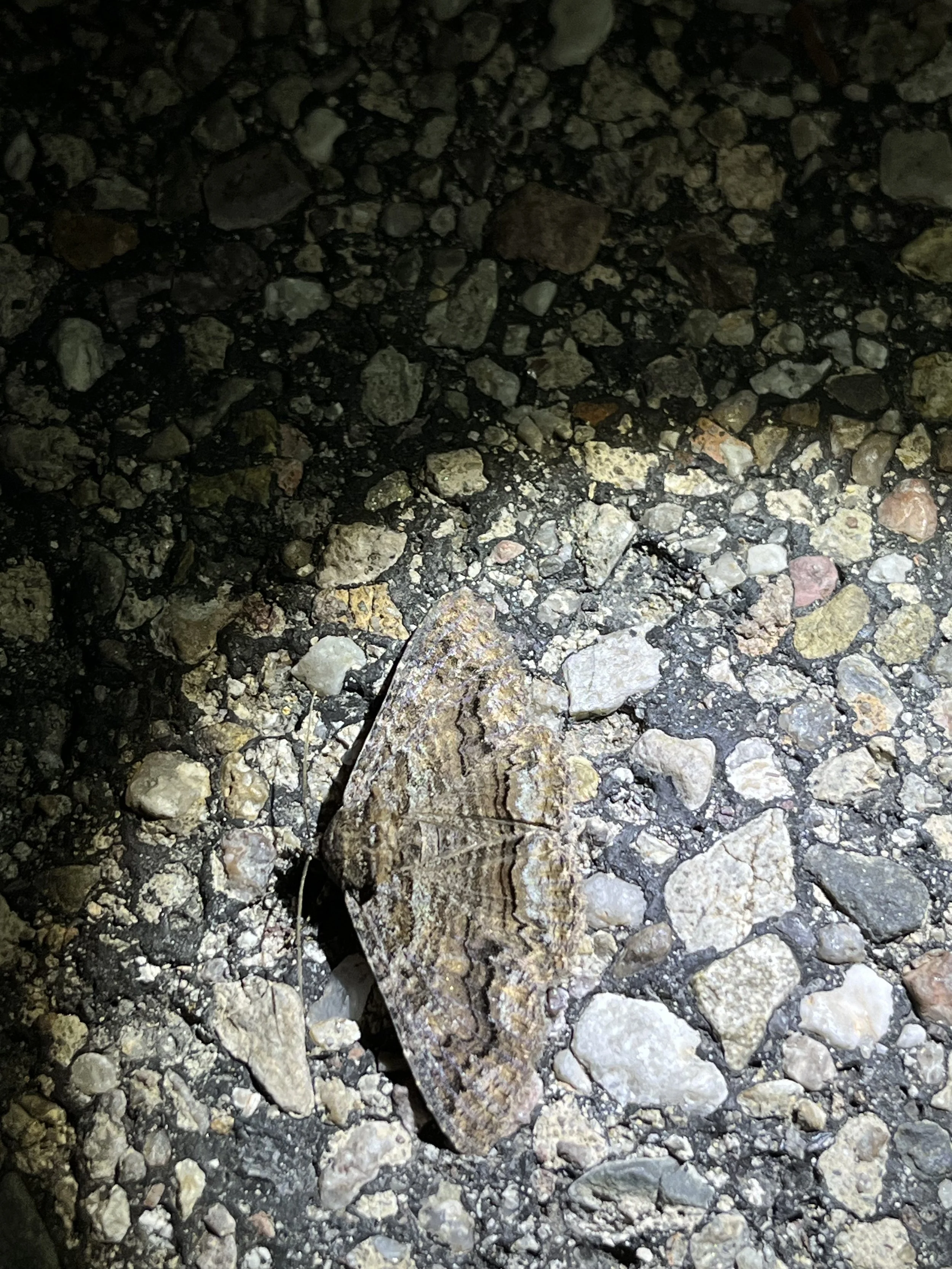 Zale Moths (Genus Zale)