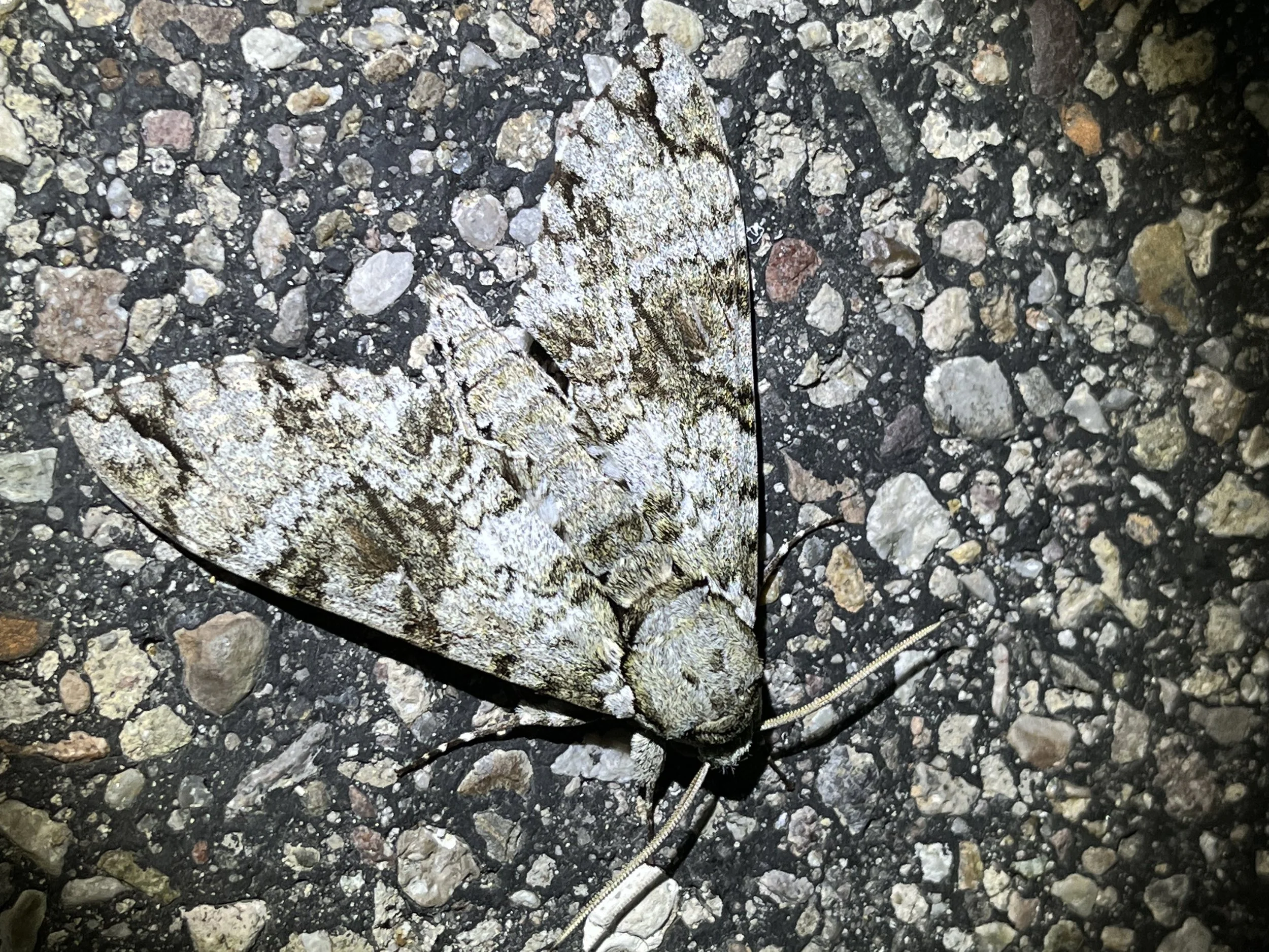 Sphinx Moths (Family Sphingidae)