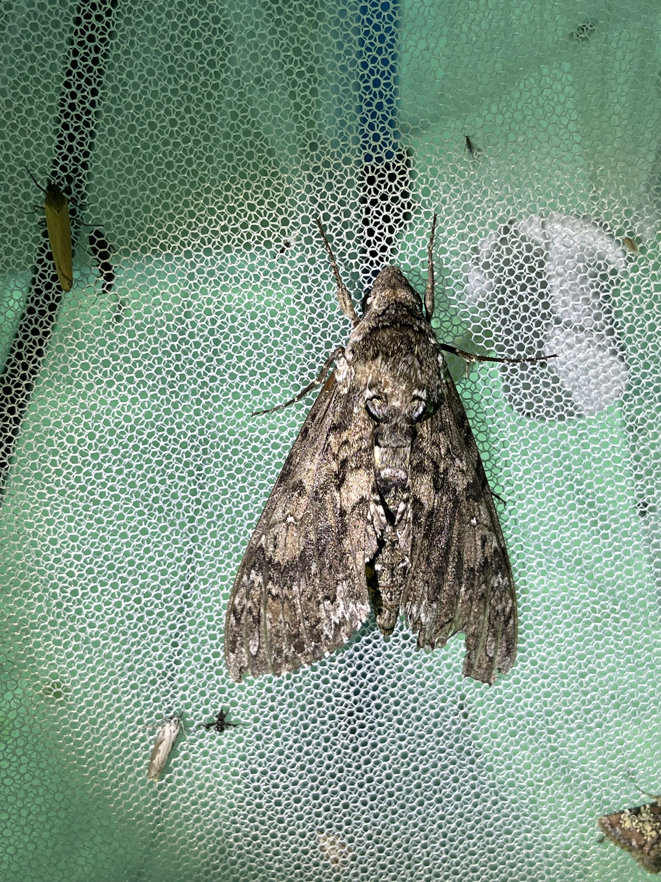 Carolina Sphinx (Manduca sexta)